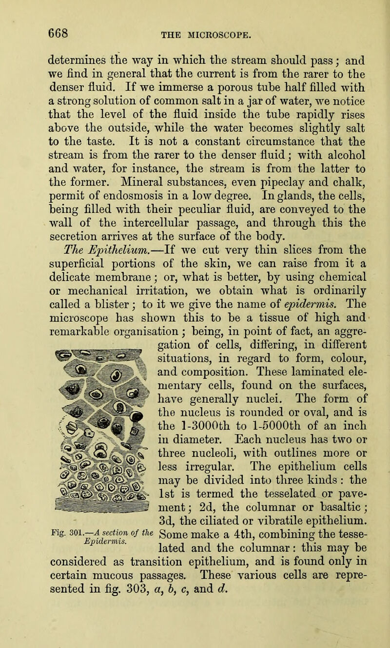 determines the way in which the stream should pass ; and we find in general that the current is from the rarer to the denser fluid. If we immerse a porous tube half filled with a strong solution of common salt in a jar of water, we notice that the level of the fluid inside the tube rapidly rises above the outside, while the water becomes slightly salt to the taste. It is not a constant circumstance that the stream is from the rarer to the denser fluid; with alcohol and water, for instance, the stream is from the latter to the former. Mineral substances, even pipeclay and chalk, permit of endosmosis in a low degree. In glands, the cells, being filled with their peculiar fluid, are conveyed to the wall of the intercellular passage, and through this the secretion arrives at the surface of the body. The Epithelium.—If we cut very thin slices from the superficial portions of the skin, we can raise from it a delicate membrane; or, what is better, by using chemical or mechanical irritation, we obtain what is ordinarily called a blister ; to it we give the name of epidermis. The microscope has shown this to be a tissue of high and remarkable organisation ; being, in point of fact, an aggre- gation of cells, differing, in different situations, in regard to form, colour, and composition. These laminated ele- mentary cells, found on the surfaces, have generally nuclei. The form of the nucleus is rounded or oval, and is the 1-3000th to l-5000th of an inch in diameter. Each nucleus has two or three nucleoli, with outlines more or less irregular. The epithelium cells may be divided into three kinds : the 1st is termed the tesselated or pave- ment ; 2d, the columnar or basaltic; 3d, the ciliated or vibratile epithelium. Fig. 30i.—a section of the Some make a 4th, combining the tesse- lated and the columnar: this may be considered as transition epithelium, and is found only in certain mucous passages. These various cells are repre- sented in fig. 303, a, h, c, and d.