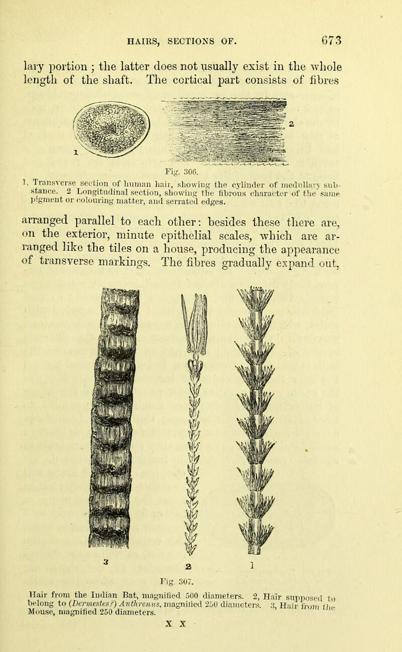 lavy portion ; the latter does not usually exist in tlie whole length of the shaft. The cortical part consists of fibres Fig. 306. I. Transverse section of human hair, showing the cylinder of medullary suh- stance. 2 Longitudinal section, showing tiie fibrous character of the same pigment or colouring matter, aud serrated edges. arranged parallel to each other: besides these there are, on tire exterior, minute epithelial scales, which are ar- ranged like the tiles on a house, producing the appearance of transverse markings. The fibres gradually expand out, Fig. 307. Hair from the Indian Bat, magnified 500 diameters. 2, Hair supposed to Belong to (Dermestes?) Anthrenus, magniiied 250 diameters. 3 Hair from the Mouse, magnified 250 diameters. X X