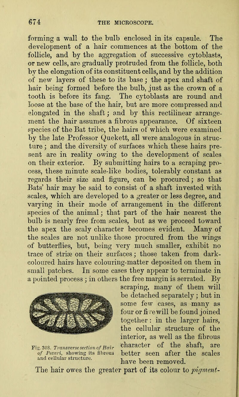 forming a wall to the bulb enclosed in its capsule. The development of a hair commences at the bottom of the follicle, and by the aggregation of successive cytoblasts, or new cells, are gradually protruded from the follicle, both by the elongation of its constituent cells, and by the addition of new layers of these to its base; the apex and shaft of hair being formed before the bulb, just as the crown of a tooth is before its fang. The cytoblasts are round and loose at the base of the hair, but are more compressed and elongated in the shaft; and by this rectilinear arrange- ment the hair assumes a fibrous appearance. Of sixteen species of the Bat tribe, the hairs of which were examined by the late Professor Quekett, all were analogous in struc- ture ; and the diversity of surfaces which these hairs pre- sent are in reality owing to the development of scales on their exterior. By submitting hairs to a scraping pro- cess, these minute scale-like bodies, tolerably constant as regards their size and figure, can be procured; so that Bats’ hair may be said to consist of a shaft invested with scales, which are developed to a greater or less degree, and varying in their mode of arrangement in the different species of the animal; that part of the hair nearest the bulb is nearly free from scales, but as we proceed toward the apex the scaly character becomes evident. Many of the scales are not unlike those procured from the wings of butterflies, but, being very much smaller, exhibit no trace of striae on their surfaces; those taken from dark- coloured hairs have colouring-matter deposited on them in small patches. In some cases they appear to terminate in a pointed process; in others the free margin is serrated. By scraping, many of them will be detached separately; but in some few cases, as many as four or fire will be found joined together : in the larger hairs, the cellular structure of the interior, as well as the fibrous character of the shaft, are better seen after the scales have been removed. The hair owes the greater part of its colour to pigment- Fig. 303. Transverse section of Hair of Pecari, showing its fibrous said eeUular structure.