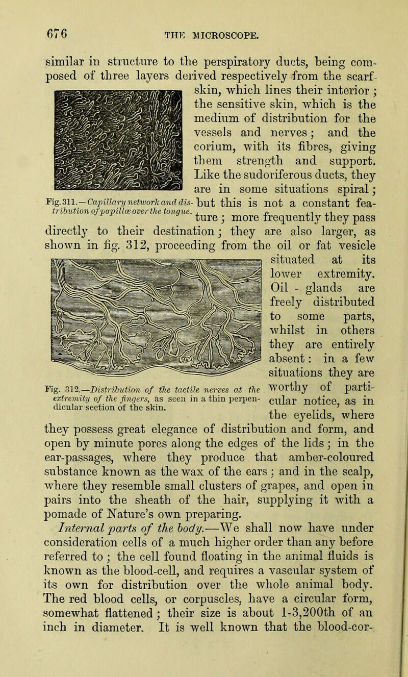 similar in structure to the perspiratory ducts, being com- posed of three layers derived respectively from the scarf- skin, which lines their interior ; the sensitive skin, which is the medium of distribution for the vessels and nerves; and the corium, with its fibres, giving them strength and support. Like the sudoriferous ducts, they are in some situations spiral; Fig. 311.—Capillary network and dis- but this is not a Constant fea- triiutionofvapiU.eeover the tongue. , n ture ; more frequently they pass directly to their destination; they are also larger, as shown in fig. 312, proceeding from the oil or fat vesicle situated at its lower extremity. Oil - glands are freely distributed to some parts, whilst in others they are entirely absent: in a few situations they are Fig. 312.—Distribution of the tactile nerves at the Worthy of parti- extremity of the fingers, as seen in a thin perpen- cular notice as iir dicular section of the skin. , ,. , ’ ‘ the eyelids, where they possess great elegance of distribution and form, and open by minute pores along the edges of the lids; in the ear-passages, where they produce that amber-coloured substance known as the wax of the ears ; and in the scalp, where they resemble small clusters of grapes, and open in pairs into the sheath of the hair, supplying it with a pomade of Nature’s own preparing. Internal parts of the body.-—We shall now have under consideration cells of a much higher order than any before referred to ; the cell found floating in the animal fluids is known as the blood-cell, and requires a vascular system of its own for distribution over the whole animal body. The red blood cells, or corpuscles, have a circular form, somewhat flattened; their size is about 1-3,200th of an inch in diameter. It is well known that the blood-cor-