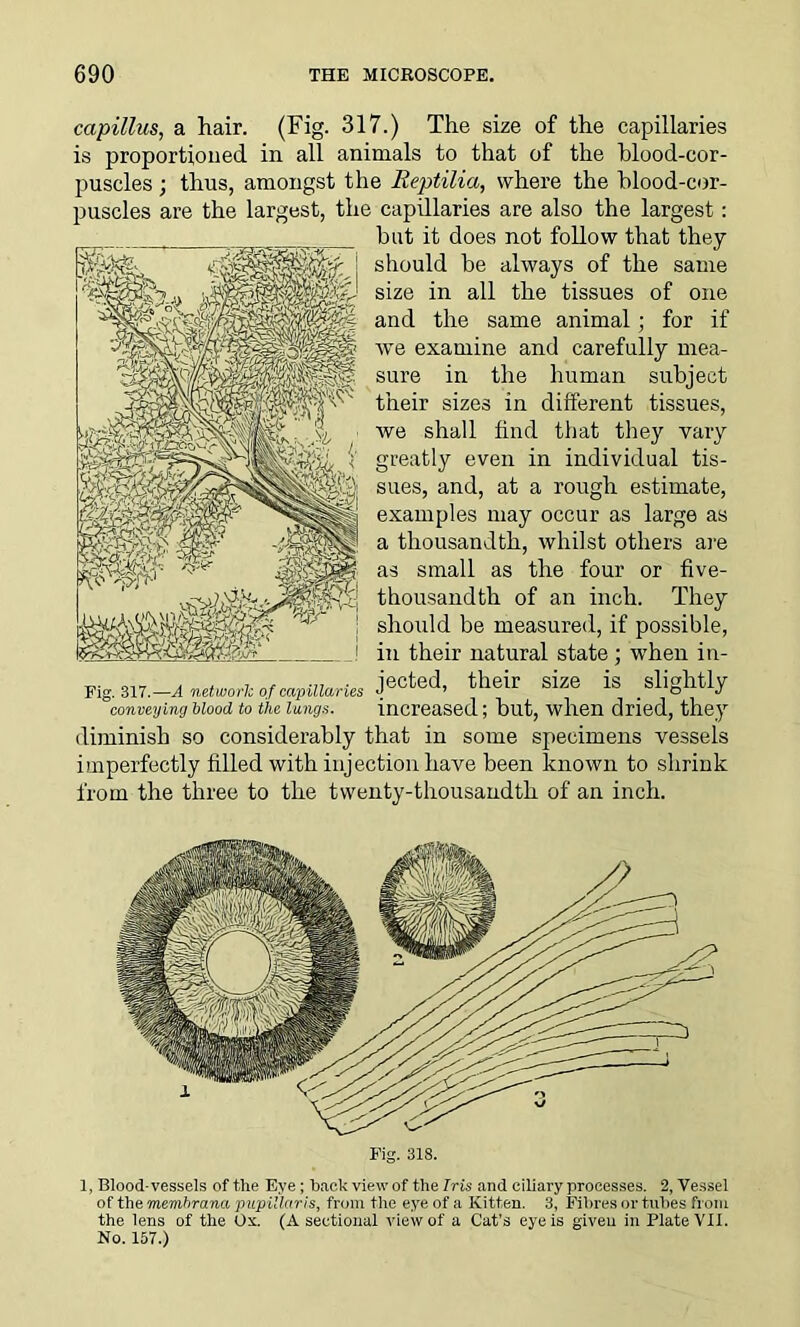 capillus, a hair. (Fig- 317.) The size of the capillaries is proportioned in all animals to that of the blood-cor- puscles ; thus, amongst the Reptilia, where the blood-cor- puscles are the largest, the capillaries are also the largest: hut it does not follow that they should he always of the same size in all the tissues of one and the same animal; for if we examine and carefully mea- sure in the human subject their sizes in different tissues, we shall find that they vary greatly even in individual tis- sues, and, at a rough estimate, examples may occur as large as a thousandth, whilst others are as small as the four or five- thousandth of an inch. They should be measured, if possible, in their natural state; wrhen in- Pig. 317.—A network of capillaries je°fed> their size is slightly conveying blood to the lungs. increased; but, when dried, they diminish so considerably that in some specimens vessels imperfectly filled with injection have been known to shrink from the three to the twenty-thousandth of an inch. Fig. 318. 1, Blood-vessels of the Eye; back view of the Iris and ciliary processes. 2, Vessel of the memhrana papillaris, from the eye of a Kitten. 3, Fibres or tubes from the lens of the Ox. (A sectional view of a Cat’s eye is given in Plate VII. No. 157.)