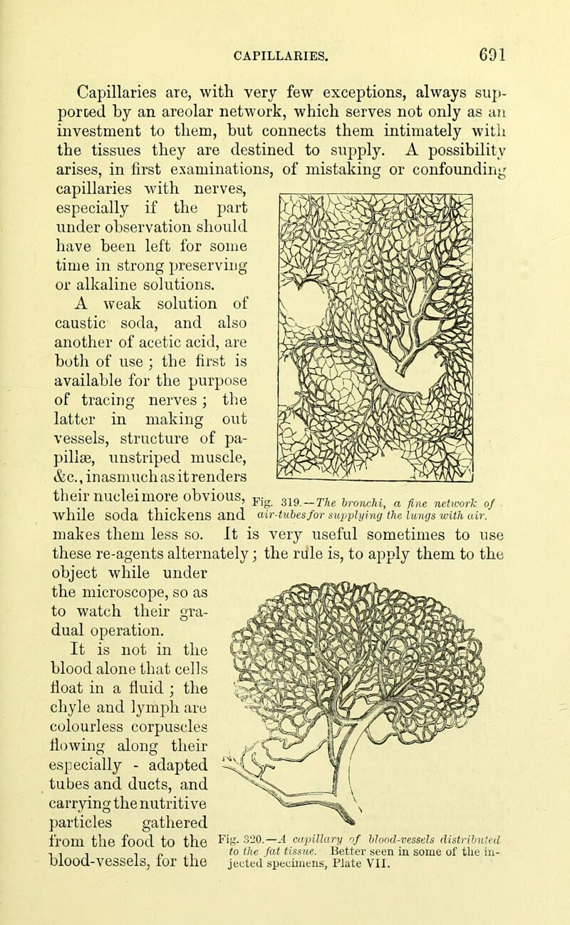 Capillaries are, with very few exceptions, always sup- ported by an areolar network, which serves not only as an investment to them, but connects them intimately with the tissues they are destined to supply. A possibility arises, in first examinations, of mistaking or confounding capillaries with nerves, especially if the part under observation should have been left for some time in strong preserving or alkaline solutions. A weak solution of caustic soda, and also another of acetic acid, are both of use ; the first is available for the purpose of tracing nerves; the latter in making out vessels, structure of pa- pillae, unstriped muscle, &c., inasmuch as it renders their nuclei more obvious, while soda thickens and makes them less so. Pis 319.—The bronchi, a fine network of air-tubes for sujp-plying the lungs with air. It is very useful sometimes to use these re-agents alternately; the rule is, to apply them to the object while under the microscope, so as to watch their era- O dual operation. It is not in the blood alone that cells fioat in a fluid ; the chyle and lymph are colourless corpuscles flowing along their especially - adapted tubes and ducts, and carrying the nutritive particles gathered from the food to the P'S- S20.— A capillary of blood-vessels distributed , , . , „ . to the fat tissue. Better seen in some of tlie in- blood-vessels, tor the jeeted specimens, Plate VII.