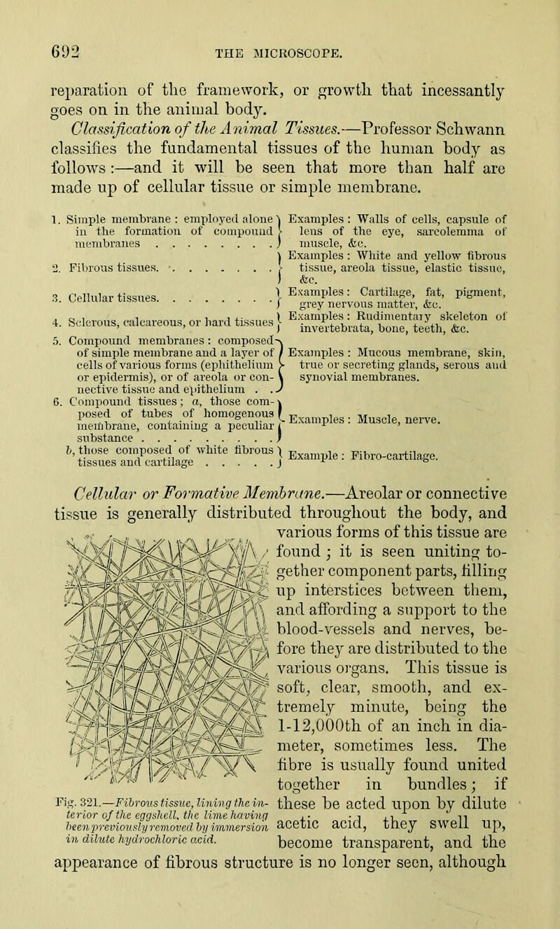 reparation of the framework, or growth that incessantly goes on in the animal body. Classification of the Animal Tissues.—Professor Schwann classifies the fundamental tissues of the human body as follows and it will be seen that more than half are made up of cellular tissue or simple membrane. 1. Simple membrane : employed alone 4 Examples: Walls of cells, capsule of in the formation of compound > lens of the eye, sarcolemma of membranes j muscle, &e. 1 Examples: White and yellow fibrous •J. Fibrous tissues > tissue, areola tissue, elastic tissue, ) &e. 3. Cellular tissues 4. Sclerous, calcareous, or hard tissues 5. Compound membranes: composed of simple membrane and a layer of cells of various forms (ephithelium or epidermis), or of areola or con- nective tissue and epithelium . . 6. Compound tissues; a, those com- posed of tubes of homogenous membrane, containing a peculiar substance 1 Examples: Cartilage, fat, pigment, / grey nervous matter, &c. I Examples: Rudimentary skeleton of ) invertebrata, bone, teeth, &c. ! Examples : Mucous membrane, skin, true or secreting glands, serous and synovial membranes. j- Examples : Muscle, nerve. Cellular or Formative Membrane.—Areolar or connective tissue is generally distributed throughout the body, and various forms of this tissue are found ; it is seen uniting to- gether component parts, filling up interstices between them, and affording a support to the blood-vessels and nerves, be- fore they are distributed to the various organs. This tissue is soft, clear, smooth, and ex- tremely minute, being the 1-12,000th of an inch in dia- meter, sometimes less. The fibre is usually found united together in bundles; if Fig. 321.—Fibrous tissue, lining the in- these be acted Upon by dilute terior of the eggshell* the lime having ,• -i ‘ -i-. been previously removed by i/mmersion &C6tlC <IC1Q? tuGy Swell Up, in dilute hydrochloric add. become transparent, and the appearance of fibrous structure is no longer seen, although