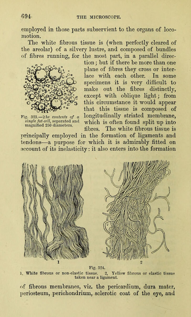 employed in those parts subservient to the organs of loco- motion. The white fibrous tissue is (when perfectly cleared of the areolar) of a silvery lustre, and composed of bundles of fibres running, for the most part, in a parallel direc- tion ; but if there be more than one plane of fibres they cross or inter- lace with each other. In some specimens it is very difficult to make out the fibres distinctly, except with oblique light; from this circumstance it would appear that this tissue is composed of longitudinally striated membrane, which is often found split up into fibres. The white fibrous tissue is principally employed in the formation of ligaments and tendons—a purpose for which it is admirably fitted on account of its inelasticity: it also enters into the formation Pig. 323.—The contents of a single fat-cell, separated and magnified 250 diameters. Pig. 324. 1, White fibrous or non-elastic tissue. 2, Yellow fibrous or elastic tissue taken near a ligament. of fibrous membranes, viz. the pericardium, dura mater, periosteum, perichondrium, sclerotic coat of the eye, and