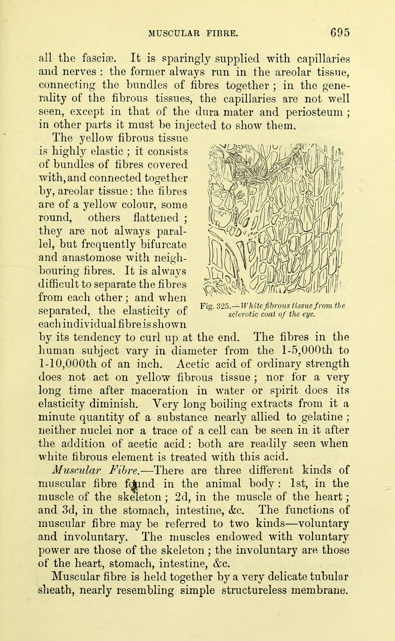 all the fasciae. It is sparingly supplied with capillaries and nerves : the former always run in the areolar tissue, connecting the bundles of fibres together ; in the gene- rality of the fibrous tissues, the capillaries are not well seen, except in that of the dura mater and periosteum ; in other parts it must he injected to show them. The yellow fibrous tissue is highly elastic ; it consists of bundles of fibres covered with, and connected together by, areolar tissue: the fibres are of a yellow colour, some round, others flattened ; they are not always paral- lel, but frequently bifurcate and anastomose with neigh- bouring fibres. It is always difficult to separate the fibres from each other; and when separated, the elasticity of each individual fibre is shown by its tendency to curl up at the end. The fibres in the human subject vary in diameter from the 1-5,000th to 1-10,000th of an inch. Acetic acid of ordinary strength does not act on yellow fibrous tissue; nor for a very long time after maceration in water or spirit does its elasticity diminish. Very long boiling extracts from it a minute quantity of a substance nearly allied to gelatine ; neither nuclei nor a trace of a cell can be seen in it after the addition of acetic acid : both are readily seen when white fibrous element is treated with this acid. Muscular Fibre.—There are three different kinds of muscular fibre fqjpnd in the animal body : 1st, in the muscle of the skeleton ; 2d, in the muscle of the heart; and 3d, in the stomach, intestine, &c. The functions of muscular fibre may be referred to two kinds—voluntary and involuntary. The muscles endowed with voluntary power are those of the skeleton; the involuntary are those of the heart, stomach, intestine, &c. Muscular fibre is held together by a very delicate tubular sheath, nearly resembling simple structureless membrane.