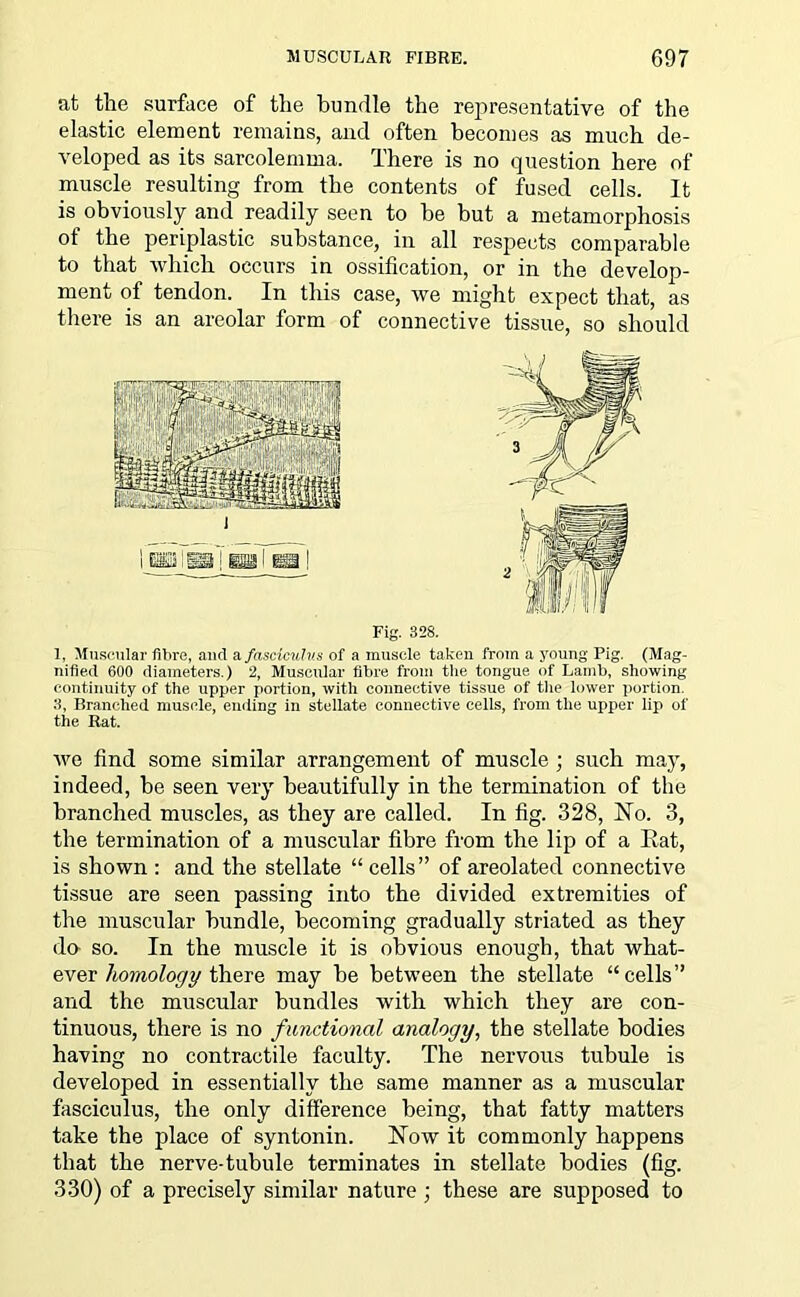 at the surface of the bundle the representative of the elastic element remains, and often becomes as much de- veloped as its sarcolemma. There is no question here of muscle resulting from the contents of fused cells. It is obviously and readily seen to be but a metamorphosis of the periplastic substance, in all respects comparable to that which occurs in ossification, or in the develop- ment of tendon. In this case, we might expect that, as there is an areolar form of connective tissue, so should Fig. 328. 1, Muscular fibre, and a fasciculus of a muscle taken from a young Pig. (Mag- nified 600 diameters.) 2, Muscular fibre from the tongue of Lamb, showing continuity of the upper portion, with connective tissue of the lower portion. 3, Branched muscle, ending in stellate connective cells, from the upper lip of the Rat. we find some similar arrangement of muscle ; such may, indeed, be seen very beautifully in the termination of the branched muscles, as they are called. In fig. 328, No. 3, the termination of a muscular fibre from the lip of a Eat, is shown : and the stellate “ cells” of areolated connective tissue are seen passing into the divided extremities of the muscular bundle, becoming gradually striated as they da so. In the muscle it is obvious enough, that what- ever homology there may be between the stellate “cells” and the muscular bundles with which they are con- tinuous, there is no functional analogy, the stellate bodies having no contractile faculty. The nervous tubule is developed in essentially the same manner as a muscular fasciculus, the only difference being, that fatty matters take the place of syntonin. Now it commonly happens that the nerve-tubule terminates in stellate bodies (fig. 330) of a precisely similar nature ; these are supposed to