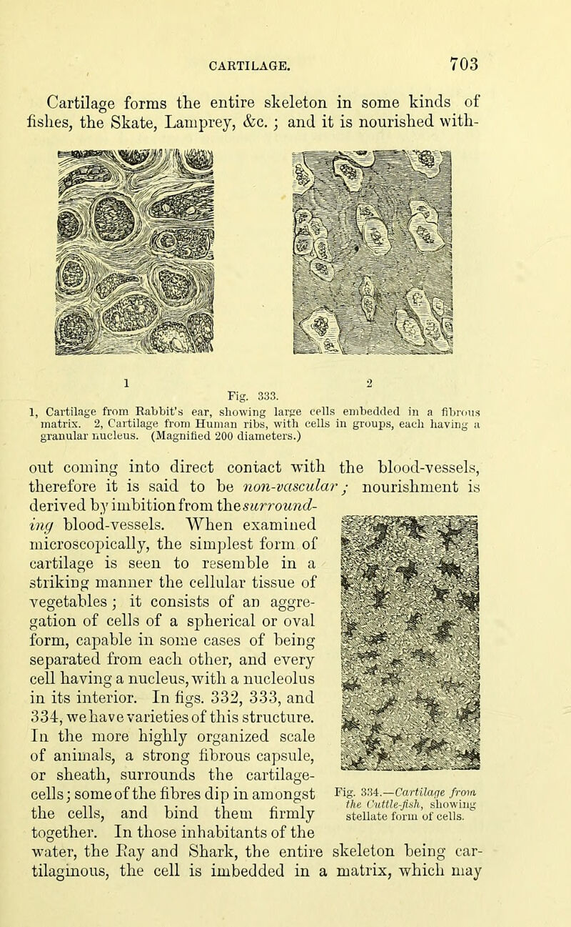 Cartilage forms the entire skeleton in some kinds of fishes, the Skate, Lamprey, &c. ; and it is nourished with- 1, Cartilage from Rabbit's ear, showing large cells embedded in a fibrous matrix. 2, Cartilage from Human ribs, with cells in groups, each having a granular nucleus. (Magnified 200 diameters.) out coming into direct contact with the blood-vessels, therefore it is said to be non-vascular; nourishment is derived by imbitionfrom the,surround- ing blood-vessels. When examined microscopically, the simplest form of cartilage is seen to resemble in a striking manner the cellular tissue of vegetables ; it consists of an aggre- gation of cells of a spherical or oval form, capable in some cases of being separated from each other, and every cell having a nucleus, with a nucleolus in its interior. In figs. 332, 333, and 334, we have varieties of this structure. In the more highly organized scale of animals, a strong fibrous capsule, or sheath, surrounds the cartilage- cells; some of the fibres dip in amongst the cells, and bind them firmly together. In those inhabitants of the water, the Eay and Shark, the entire skeleton being car- tilaginous, the cell is imbedded in a matrix, which may Fig. 334.—Cartilage from the Cuttle-fish, showing stellate form of cells.