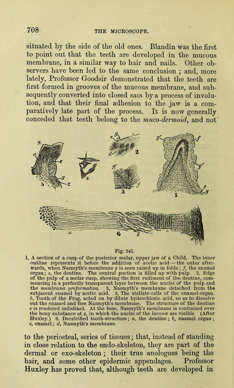 situated by the side of the old ones. Blandin was the first to point out that the teeth are developed in the mucous membrane, in a similar way to hair and nails. Other ob- servers have been led to the same conclusion ; and, more lately, Professor Goodsir demonstrated that the teeth are first formed in grooves of the mucous membrane, and sub- sequently converted into closed sacs by a process of involu- tion, and that their final adhesion to the jaw is a com- paratively late part of the process. It is now generally conceded that teeth belong to the muco-dermoid, and not I, A section of a cusp of the posterior molar, upper .jaw of a Child. The inner outline represents it before the addition of acetic acid — the outer after- wards, when Nasmyth’s membrane g is seen raised up in folds ; f the enamel organ; e, the dentine. The central portion is filled up with pulp. 2. Edge of the pulp of a molar cusp, showing the first rudiment of the. dentine, com- mencing in a perfectly transparent layer between the nuclei of the pulp and the membrana preformativa. 3, Nasmyth’s membrane detached from the subjacent enamel by acetic acid. 3, The stellate-cells of the enamel-organ. 5, Tooth of the Frog, acted on by dilute hydrochloric acid, so as to dissolve out the enamel and free Nasmyth’s membrane. The structure of the dentine e is rendered indistinct. At the base, Nasmyth’s membrane is continued over the bony substance at z, in which the nuclei of the lacunas are visible. (After Huxley.) 6. Decalcified tooth-structure; a, the dentine ; i>, enamel organ ; c, enamel; d, Nasmyth’s membrane. to the periosteal, series of tissues; that, instead of standing in close relation to the endo-skeleton, they are part of the dermal or exo-skeleton ; their true anologues being the hair, and some other epidermic appendages. Professor Huxley has proved that, although teeth are developed in Fig. 341.