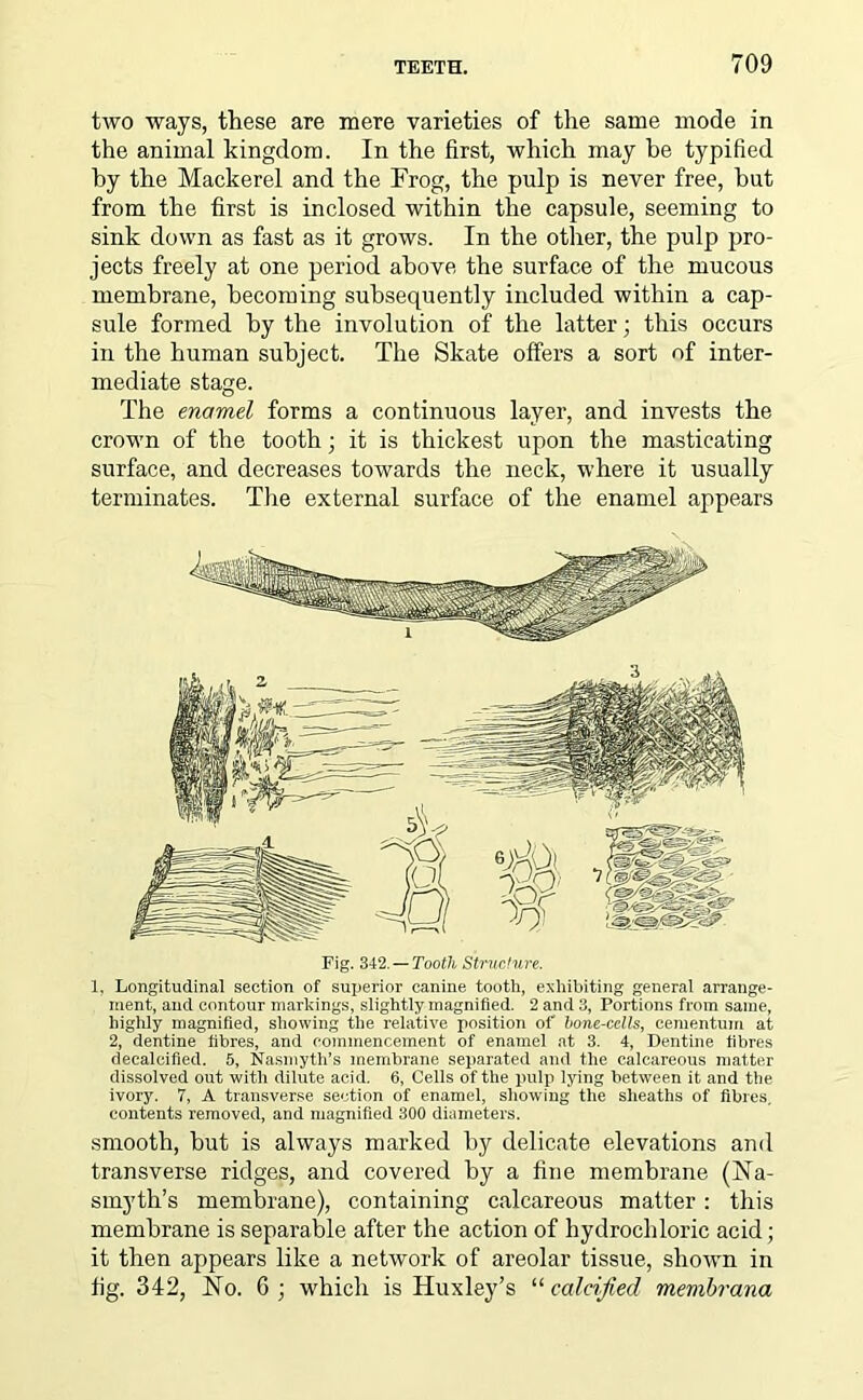 two ways, these are mere varieties of the same mode in the animal kingdom. In the first, which may be typified by the Mackerel and the Frog, the pulp is never free, hut from the first is inclosed within the capsule, seeming to sink down as fast as it grows. In the other, the pulp pro- jects freely at one period above the surface of the mucous membrane, becoming subsequently included within a cap- sule formed by the involution of the latter; this occurs in the human subject. The Skate offers a sort of inter- mediate stage. The enamel forms a continuous layer, and invests the crown of the tooth; it is thickest upon the masticating surface, and decreases towards the neck, where it usually terminates. The external surface of the enamel appears Fig. 342. — Tooth Structure. 1, Longitudinal section of superior canine tooth, exhibiting general arrange- ment, and contour markings, slightly magnified. 2 and 3, Portions from same, highly magnified, showing the relative position of bone-cells, cementum at 2, dentine fibres, and commencement of enamel at 3. 4, Dentine fibres decalcified. 5, Nasmyth’s membrane separated and the calcareous matter dissolved out with dilute acid. 6, Cells of the pulp lying between it and the ivory. 7, A transverse section of enamel, showing the sheaths of fibres, contents removed, and magnified 300 diameters. smooth, but is always marked by delicate elevations and transverse ridges, and covered by a line membrane (Na- smyth’s membrane), containing calcareous matter: this membrane is separable after the action of hydrochloric acid ; it then appears like a network of areolar tissue, shown in fig. 342, No. 6; which is Huxley’s “calcified membrana