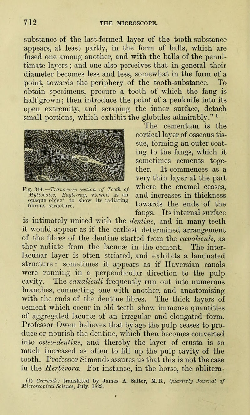 Fig. 344. —Transverse section of Tooth of Myliobatcs, Eagle-ray, viewed as an opaque object to show its radiating fibrous structure. substance of the last-formed layer of tbe tooth-substance appears, at least partly, in the form of balls, which are fused one among another, and with the balls of the penul- timate layers; and one also perceives that in general their diameter becomes less and less, somewhat in the form of a point, towards the periphery of the tooth-substance. To obtain specimens, procure a tooth of which the fang is half-grown; then introduce the point of a penknife into its open extremity, and scraping the inner surface, detach small portions, which exhibit the globules admirably.” 1 The cementum is the cortical layer of osseous tis- sue, forming an outer coat- ing to the fangs, which it sometimes cements toge- ther. It commences as a very thin layer at the part where the enamel ceases, and increases in thickness towards the ends of the fangs. Its internal surface is intimately united with the dentine, and in many teeth it would appear as if the earliest determined arrangement of the fibres of the dentine started from the canaliculi, as they radiate from the lacunae in the cement. The inter- lacunar layer is often striated, and exhibits a laminated structure : sometimes it appears as if Haversian canals were running in a perpendicular direction to the pulp cavity. The canaliculi frequently run out into numerous branches, connecting one with another, and anastomising with the ends of the dentine fibres. The thick layers of cement which occur in old teeth show immense quantities of aggregated lacunae of an irregular and elongated form. Professor Owen believes that by age the pulp ceases to pro- duce or nourish the dentine, which then becomes converted into osteo-dentine, and thereby the layer of crusta is so much increased as often to fill up the pulp cavity of the tooth. Professor Simonds assures us that this is not the case in the Herbivora. Por instance, in the horse, the oblitera- (1) Czennak: translated by James A. Salter, M.B., Microscopical Science, July, 1823. Quarterly Journal of