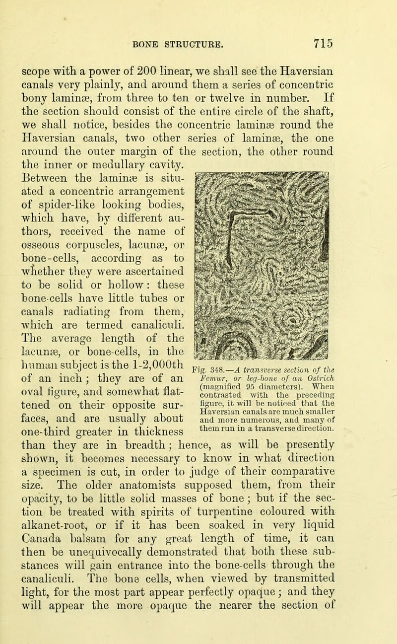 scope with a power of 200 linear, we shall see the Haversian canals very plainly, and around them a series of concentric bony laminae, from three to ten or twelve in number. If the section should consist of the entire circle of the shaft, we shall notice, besides the concentric laminae round the Haversian canals, two other series of laminae, the one around the outer margin of the section, the other round the inner or medullary cavity. Between the laminae is situ- ated a concentric arrangement of spider-like looking bodies, which have, by different au- thors, received the name of osseous corpuscles, lacunae, or bone-cells, according as to whether they were ascertained to be solid or hollow: these hone-cells have little tubes or canals radiating from them, which are termed canaliculi. The average length of the lacunae, or bone-cells, in the human subject is the 1-2,000th of an inch; they are of an oval figure, and somewhat flat- tened on their opposite sur- faces, and are usually about one-third greater in thickness Fig. 348.—A transverse section of the Femur, or leg-hone of an Ostrich (magnified 95 diameters). When contrasted with the preceding figure, it will be noticed that the Haversian canals are much smaller and more numerous, and many of them run in a transverse direction. than they are in breadth; hence, as wTill be presently shown, it becomes necessary to know in what direction a specimen is cut, in order to judge of their comparative size. The older anatomists supposed them, from their opacity, to be little solid masses of bone; but if the sec- tion he treated with spirits of turpentine coloured with alkanet-root, or if it has been soaked in very liquid Canada balsam for any great length of time, it can then be unequivocally demonstrated that both these sub- stances will gain entrance into the bone-cells through the canaliculi. The bone cells, when viewed by transmitted light, for the most part appear perfectly opaque; and they will appear the more opaque the nearer the section of