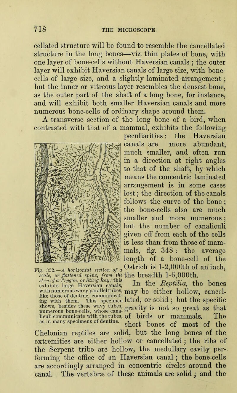 cellated structure will be found to resemble the cancellated structure in the long bones—viz. thin plates of bone, with one layer of bone-cells without Haversian canals ; the outer layer will exhibit Haversian canals of large size, with bone- cells of large size, and a slightly laminated arrangement; but the inner or vitreous layer resembles the densest bone, as the outer part of the shaft of a long bone, for instance, and will exhibit both smaller Haversian canals and more numerous bone-cells of ordinary shape around them. A transverse section of the long bone of a bird, when contrasted with that of a mammal, exhibits the following- peculiarities : the Haversian canals are more abundant, much smaller, and often run in a direction at right angles to that of the shaft, by which means the concentric laminated arrangement is in some cases lost; the direction of the canals follows the curve of the bone ; the bone-cells also are much smaller and more numerous; but the number of canaliculi given off from each of the cells is less than from those of mam- mals, fig. 348 : the average length of a bone-cell of the Fig. 352.—A horizontal section of a Ostrich is 1-2,000th of an inch, scale, or flattened spine, from the the breadth 1-6,000th. in the the b°nes with numerous wavy parallel tubes, may pe either hollow. Cancel- like those of dentine, cominnnicat-, ^, , ,, . ~ ing with them. This specimen latefl, OP SOllCl ) but the SpeClliC shows, besides these wavy tubes, q*t,qvit\r iq not cn orpj^t aq Ikof numerous bone-cells, whose cana- giaV1L) 1S S0 grea* aS tnat liouii communicate with the tubes, of birds or mammals. The as in many specimens of dentine. short of most of the Chelonian reptiles are solid, but the long bones of the extremities are either hollow or cancellated; the ribs of the Serpent tribe are hollow, the medullary cavity per- forming the office of an Haversian canal; the bone-cells are accordingly arranged in concentric circles around the canal. The vertebras of these animals are solid; and the