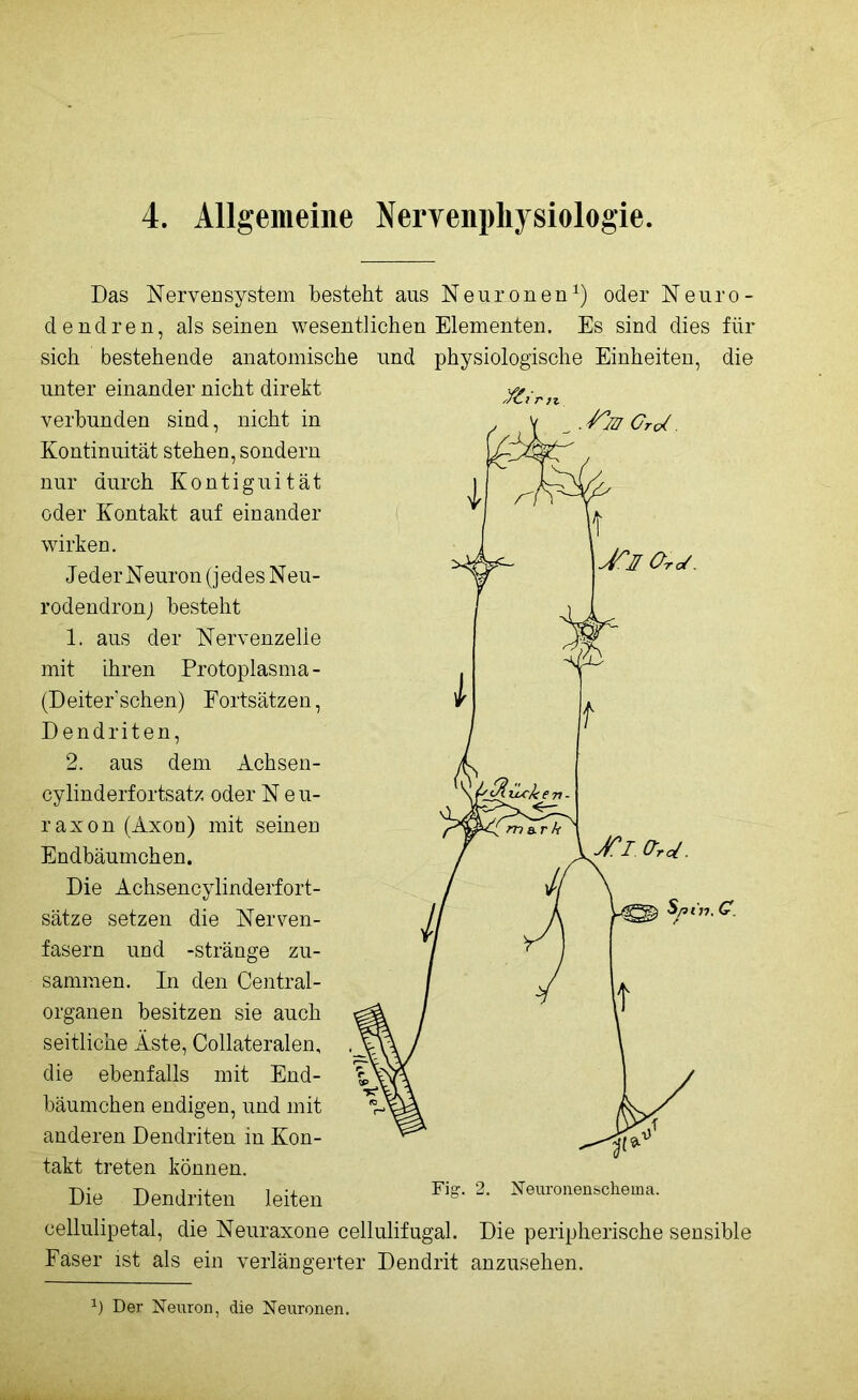 4. Allgemeine Nervenphysiologie. Jftv Das Nervensystem besteht aus Neuronen1) oder Neuro- de nd re n, als seinen wesentlichen Elementen. Es sind dies für sich bestehende anatomische und physiologische Einheiten, die unter einander nicht direkt verbunden sind, nicht in Kontinuität stehen, sondern nur durch Kontiguität oder Kontakt auf einander wirken. Jeder Neuron (jedes Neu- rodendron) besteht 1. aus der Nervenzelle mit ihren Protoplasma- (Deiter sehen) Fortsätzen, Dendriten, 2. aus dem Achsen- cylinderfortsatz oder Neu- raxon (Axon) mit seinen Endbäumchen. Die Achsencylinderfort- sätze setzen die Nerven- fasern und -stränge zu- sammen. In den Central- organen besitzen sie auch seitliche Äste, Collateralen, die ebenfalls mit End- bäumchen endigen, und mit anderen Dendriten in Kon- takt treten können. Die Dendriten leiten Fig. 2. Neuronenschema. cellulipetal, die Neuraxone cellulifugal. Die peripherische sensible Faser ist als ein verlängerter Dendrit anzusehen. l) Der Neuron, die Neuronen.