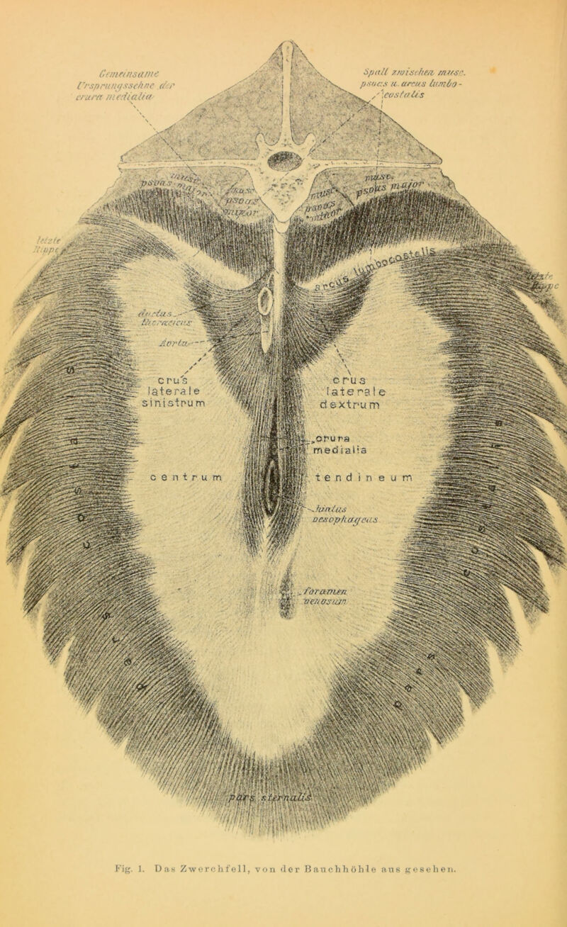 Spalt 7, i/ji'scheu musr. psoas u. Cirrus lumöo - /\cos falls Gemeinsame Crspriuicjsschnc crucec mediahet /;W£.S'C. .• , /.ppsA ,?■ idßUJW/’ \ fßr^/untus |l' oesopkageiis foravien 'oerwsian Fig. 1. Das Zwerchfell, von der Bauchhöhle aus gesehen.