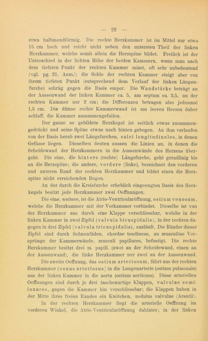 etwa halbmondförmig. Die rechte Herzkammer ist im Mittel nur etwa 15 cm hoch und reicht nicht neben den untersten Theil der linken Herzkammer, welche somit allein die Herzspitze bildet. Freilich ist der Unterschied in der lichten Höhe der beiden Kammern, wenn mau nach dem tiefsten Punkt der rechten Kammer misst, oft sehr unbedeutend (vgl. pg. 21, Anm.); die Sohle der rechten Kammer steigt aber von ihrem tiefsten Punkt (entsprechend dem Verlauf der linken Längen- furche) schräg gegen die Basis empor. Die Wandstärke beträgt an der Aussenwand der linken Kammer ca. 5, am septum ca. 3,5, an der rechten Kammer nur 2 cm; die Differenzen betragen also jedesmal 1,5 cm. Die dünne rechte Kannnerwaud ist am leeren Herzen daher schlaff, die Kammer zusammengefalleii. Der ganze so gebildete Herzkegel ist seitlich etwas zusammen- gedrückt und seine Spitze etwas nach hinten gebogen. An ihm verlaufen von der Basis herab zwei Längsfurchen, sulci longitudinales, in denen Gefässe liegen. Dieselben deuten aussen die Linien an, in denen die Scheidewand der Herzkammern in die Aussenwände des Herzens über- geht. Die eine, die hintere (rechte) Längsfurche, geht geradlinig bis an die Herzspitze; die andere, vordere (linke), bezeichnet den vorderen und unteren Rand der rechten Herzkammer und bildet eiuen die Herz- spitze nicht erreichenden Bogen. An der durch die Kreisfurche erheblich eingeengten Basis des Herz- kegels besitzt jede Herzkammer zwei Oeffnungen. Die eine, weitere, ist die Atrio-Ventricularöffnung, ostium venosum, welche die Herzkammer mit der Vorkammer verbindet. Dieselbe ist von der Herzkammer aus durch eine Klappe verschliessbar, welche in der linken Kammer in zwei Zipfel (valvula bicuspidalis), in der rechten da- gegen in drei Zipfel (valvula tricuspidalis), ausläuft. Die Ränder dieser Zipfel sind durch Sehnenfäden, ehordae tendineae, an musculöse Vor- sprünge der Kammerwände, musculi papilläres, befestigt. Die rechte Herzkammer besitzt drei m. papill. (zwei an der Scheidewand, einen an der Aussenwand), die linke Herzkammer nur zwei an der Aussenwand. Diezweite Oeffnung, das ostium arteriosum, führt aus der rechten Herzkammer (conus arteriosus) in die Lungenarterie (ostium pulmonale) aus der linken Kammer in die aorta (ostium aorticum). Diese arteriellen Oeffnungen sind durch je drei taschenartige Klappen, valvulae semi- lunares, gegen die Kammer hin verschliessbar; die Klappen haben in der Mitte ihres freien Randes ein Knötchen, nodulus valvulae (Arantii). In der rechten Herzkammer liegt die arterielle Oeffnung im vorderen Winkel, die Atrio-Ventricularöffnung dahinter; in der linken