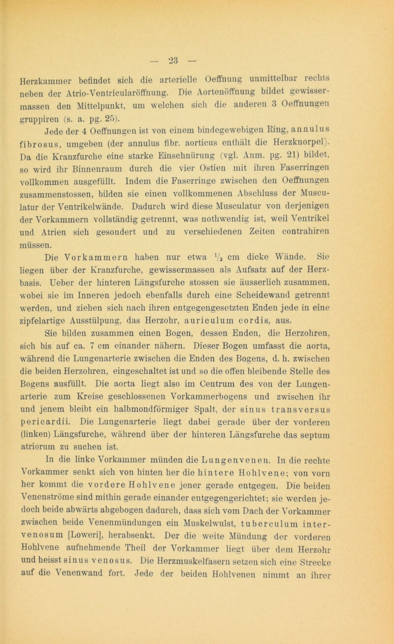 Herzkammer befindet sich die arterielle Oeffnung unmittelbar rechts neben der Atrio-Ventricularöffnung. Die Aortenöffnung bildet gewisser- massen den Mittelpunkt, um welchen sich die anderen 3 Oeffnungen gruppiren (s. a. pg. 25). Jede der 4 Oeffnungen ist von einem bindegewebigen Ring, annulus fibrosus, umgeben (der annulus fibr. aorticus enthält die Herzknorpel). Da die Kranzfurche eine starke Einschnürung (vgl. Anm. pg. 21) bildet, so wird ihr Binnenraum durch die vier Ostien mit ihren Faserringen vollkommen ausgefüllt. Indem die Faserringe zwischen den Oeffnungen zusammenstossen, bilden sie einen vollkommenen Abschluss der Muscu- latur der Ventrikelwände. Dadurch wird diese Musculatur von derjenigen der Vorkammern vollständig getrennt, was nothwendig ist, weil Ventrikel und Atrien sich gesondert und zu verschiedenen Zeiten contrahiren müssen. Die Vorkammern haben nur etwa Va cm dicke Wände. Sie liegen über der Kranzfurche, gewissermassen als Aufsatz auf der Herz- basis. Ueber der hinteren Längsfurche stossen sie äusserlich zusammen, wobei sie im Inneren jedoch ebenfalls durch eine Scheidewand getrennt werden, und ziehen sich nach ihren entgegengesetzten Enden jede in eine zipfelartige Ausstülpung, das Herzohr, auriculum cor dis, aus. Sie bilden zusammen einen Bogen, dessen Enden, die Herzohreu, sich bis auf ca. 7 cm einander nähern. Dieser Bogen umfasst die aorta, während die Lungenarterie zwischen die Enden des Bogens, d. h. zwischen die beiden Herzohren, eingeschaltet ist und so die offen bleibende Stelle des Bogens ausfüllt. Die aorta liegt also im Centrum des von der Lungen- arterie zum Kreise geschlossenen Vorkammerbogens und zwischen ihr und jenem bleibt ein halbmondförmiger Spalt, der sinus t raus versus pericardii. Die Lungenarterie liegt dabei gerade über der vorderen (linken) Längsfurche, während über der hinteren Längsfurche das septum atriorum zu suchen ist. In die linke Vorkammer münden die Lungenvenen. In die rechte Vorkammer senkt sich von hinten her die hintere Hohlvene; von vorn her kommt die vordere Hohlvene jener gerade entgegen. Diebeiden Venenströme sind mithin gerade einander entgegengerichtet; sie werden je- doch beide abwärts abgebogen dadurch, dass sich vom Dach der Vorkammer zwischen beide Venenmündungen ein Muskelwulst, tuberculum inter- venosum [Loweri], herabseukt. Der die weite Mündung der vorderen Hohlvene aufnehmende Tlieil der Vorkammer liegt über dem Herzohr und heisst sinus venosus. Die Herzmuskelfasern setzen sich eine Strecke auf die Venenwand fort. Jede der beiden Hohlvenen nimmt an ihrer