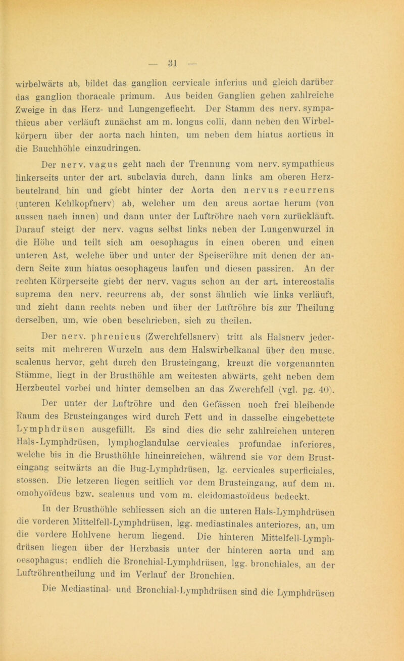 wirbelwärts «ab, bildet das ganglion cervicale inferius und gleich darüber das ganglion thoracale primum. Aus beiden Ganglien gehen zahlreiche Zweige in das Herz- und Lungengeflecht. Der Stamm des nerv, sympa- thicus aber verläuft zunächst am m. longus colli, dann neben den Wirbel- körpern über der aorta nach hinten, um neben dem hiatus aorticus in die Bauchhöhle einzudringen. Der nerv, vagus geht nach der Trennung vom nerv, sympathicus linkerseits unter der art. subclavia durch, dann links am oberen Herz- beutelrand hin und giebt hinter der Aorta den nervus recurrens (unteren Kehlkopfnerv) ab, welcher um den arcus aortae herum (von aussen nach innen) und dann unter der Luftröhre nach vorn zurückläuft. Darauf steigt der nerv, vagus selbst links neben der Lungenwurzel in die Höhe und teilt sich am oesophagus in einen oberen und einen unteren Ast, welche über und unter der Speiseröhre mit denen der an- dern Seite zum hiatus oesophageus laufen und diesen passiren. An der rechten Körperseite giebt der nerv, vagus schon an der art. intercostalis suprema den nerv, recurrens ab, der sonst ähnlich wie links verläuft, und zieht dann rechts neben und über der Luftröhre bis zur Theilung derselben, um, wie oben beschrieben, sich zu theilen. Der nerv, phrenicus (Zwerchfellsnerv) tritt als Halsnerv jeder- seits mit mehreren Wurzeln aus dem Halswirbelkaual über den musc. scalenus hervor, geht durch den Brusteingang, kreuzt die vorgenannten Stämme, liegt in der Brusthöhle am weitesten abwärts, geht neben dem Herzbeutel vorbei und hinter demselben an das Zwerchfell (vgl. pg. 40). Der unter der Luftröhre und den Gefässen noch frei bleibende Raum des Brusteinganges wird durch Fett und in dasselbe eingebettete Lvmphdrüsen ausgefüllt. Es sind dies die sehr zahlreichen unteren Hals-Lymphdrüsen, lymphoglandulae cervicales profundae inferiores, welche bis in die Brusthöhle hineinreichen, während sie vor dem Brust- eingang seitwärts an die Bug-Lymphdrüsen, lg. cervicales superficiales, stossen. Die letzeren liegen seitlich vor dem Brusteingang, auf dem m. omohyo'ideus bzw. scalenus und vom m. cleidomastoi'deus bedeckt. In der Brusthöhle schliessen sich an die unteren Hals-Lymphdrüsen die vorderen Mittelfell-Lymphdrüsen, lgg. mediastinales anteriores, an, um die vordere Hohlvene herum liegend. Die hinteren Mittelfell-Lymph- drüsen liegen iibei der Herzbasis unter der hinteren aorta und am oesophagus; endlich die Bronchial-Lymphdrüsen, lgg. bronchiales, an der Luftröhrentheilung und im Verlauf der Bronchien. Die Mediastinal- und Bronchial-Lymphdrüsen sind die Lymphdrüsen