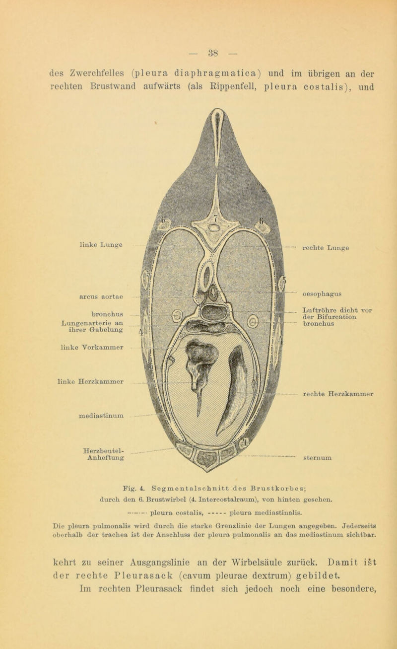 des Zwerchfelles (pleura diaphragmatica) und im übrigen an der rechten Brustwand aufwärts (als Rippenfell, pleura costalis), und linke Lunge arcus aortae bronchus Lungenarterio an ihrer Gabelung linke Vorkammer linke Herzkammer mediastinum Herzbeutel- Anheftung rechte Lunge oesophagus Luftröhre dicht vor der Bifurcation bronchus rechte Herzkammer sternum Fig. 4. Segmentalschnitt des Brustkorbes; durch den 6. Brustwirbel (4. Intercostalraum), von hinten gesehen. pleura costalis, pleura mediastinalis. Die pleura pulmonalis wird durch die starke Grenzlinie der Lungen angegeben. Jedersoits oberhalb der trachea ist der Anschluss der pleura pulmonalis an das mediastinum sichtbar. kehrt zu seiner Ausgangslinie an der Wirbelsäule zurück. Damit i§t der rechte Pleurasack (cavum pleurae dextrum) gebildet. Im rechten Pleurasack findet sich jedoch noch eine besondere,