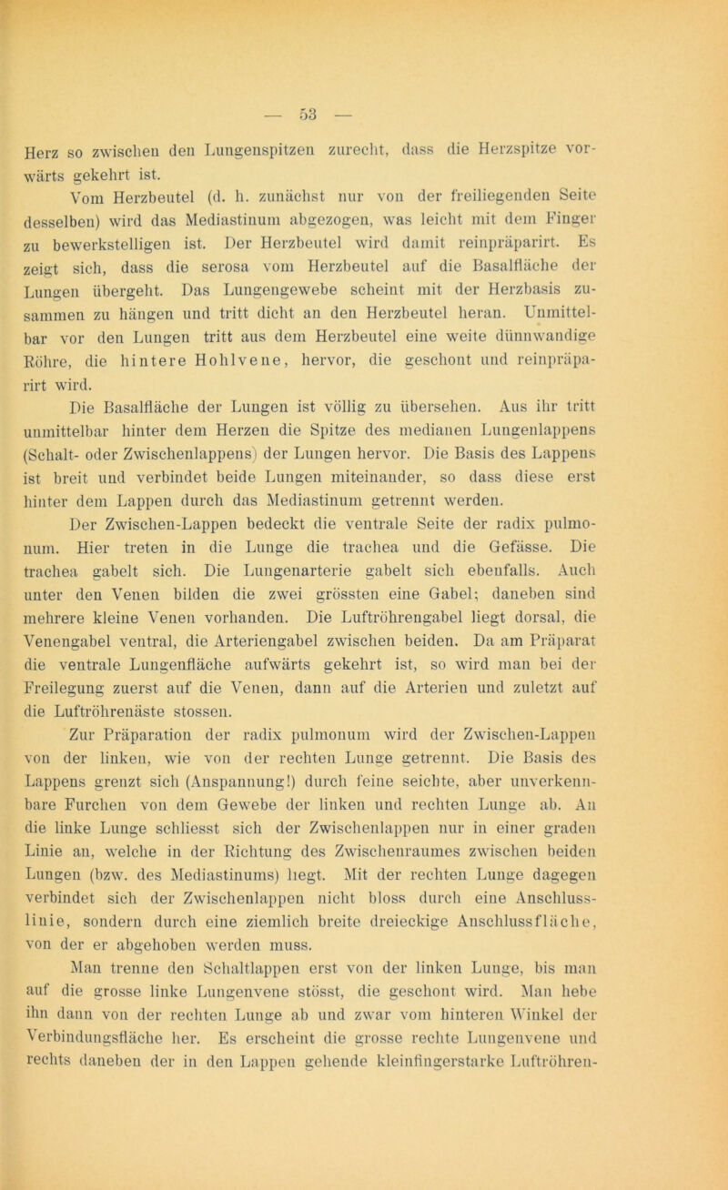 Herz so zwischen den Lungenspitzen zurecht, dass die Herzspitze vor- wärts gekehrt ist. Vom Herzbeutel (d. h. zunächst nur von der freiliegenden Seite desselben) wird das Mediastinum abgezogen, was leicht mit dem Finger zu bewerkstelligen ist. Der Herzbeutel wird damit reinpräparirt. Es zeigt sich, dass die serosa vom Herzbeutel auf die Basalfläche der Lungen übergeht. Das Lungengewebe scheint mit der Herzbasis zu- sammen zu hängen und tritt dicht an den Herzbeutel heran. Unmittel- bar vor den Lungen tritt aus dem Herzbeutel eine weite dünnwandige Röhre, die hintere Hohlvene, hervor, die geschont und reinpräpa- rirt wird. Die Basalfläche der Lungen ist völlig zu übersehen. Aus ihr tritt unmittelbar hinter dem Herzen die Spitze des medianen Lungenlappens (Schalt- oder Zwischenlappens) der Lungen hervor. Die Basis des Lappens ist breit und verbindet beide Lungen miteinander, so dass diese erst hinter dem Lappen durch das Mediastinum getrennt werden. Der Zwischen-Lappen bedeckt die ventrale Seite der radix pulmo- num. Hier treten in die Lunge die trachea und die Gefässe. Die trachea gabelt sich. Die Lungenarterie gabelt sich ebenfalls. Auch unter den Venen bilden die zwei grössten eine Gabel; daneben sind mehrere kleine Venen vorhanden. Die Luftröhrengabel liegt dorsal, die Venengabel ventral, die Arteriengabel zwischen beiden. Da am Präparat die ventrale Lungenfläche aufwärts gekehrt ist, so wird man bei der Freilegung zuerst auf die Venen, dann auf die Arterien und zuletzt auf die Luftröhrenäste stossen. Zur Präparation der radix pulmonum wird der Zwischen-Lappen von der linken, wie von der rechten Lunge getrennt. Die Basis des Lappens grenzt sich (Anspannung!) durch feine seichte, aber unverkenn- bare Furchen von dem Gewebe der linken und rechten Lunge ab. An die linke Lunge schliesst sich der Zwischenlappen nur in einer graden Linie an, welche in der Richtung des Zwischenraumes zwischen beiden Lungen (bzw. des Mediastinums) liegt. Mit der rechten Lunge dagegen verbindet sich der Zwischenlappen nicht bloss durch eine Anschluss- linie, sondern durch eine ziemlich breite dreieckige Anschlussfläche, von der er abgehoben werden muss. Man trenne den Schaltlappen erst von der linken Lunge, bis man auf die grosse linke Lungenvene stösst, die geschont wird. Man hebe ihn dann von der rechten Lunge ab und zwar vom hinteren Winkel der Verbindungsfläche her. Es erscheint die grosse rechte Lungenvene und rechts daneben der in den Lappen gehende kleinfingerstarke Luftröhren-