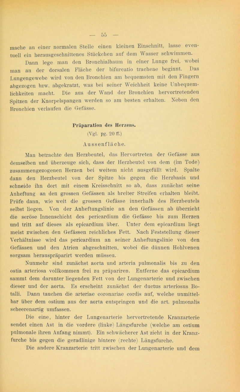 mache an einer normalen Stelle einen kleinen Einschnitt, lasse even- tuell ein herausgeschnittenes Stückchen auf dem Wasser schwimmen. Dann lege man den Bronchialbaum in einer Lunge frei, wobei man an der dorsalen Fläche der bifurcatio tracheae beginnt. Das Lungengewebe wird von den Bronchien am bequemsten mit den Fingern abgezogen bzw. abgekratzt, was bei seiner Weichheit keine Unbequem- lichkeiten macht. Die aus der Wand der Bronchien hervortret enden Spitzen der Knorpelspangen werden so am besten erhalten. Neben den Bronchien verlaufen die Gefässe. Präparation des Herzens. (Vgl. Pg- 20 ff.) Aussenf lache. Man betrachte den Herzbeutel, das Hervortreten der Gefässe aus demselben und überzeuge sich, dass der Herzbeutel von dem (im Tode) zusammengezogenen Herzen bei weitem nicht ausgefüllt wird. Spalte dann den Herzbeutel von der Spitze bis gegen die Herzbasis und schneide ihn dort mit einem Kreisschnitt so ab, dass zunächst seine Anheftung an den grossen Gefässen als breiter Streifen erhalten bleibt. Prüfe dann, wie weit die grossen Gefässe innerhalb des Herzbeutels selbst liegen. Von der Anheftungslinie an den Gefässen ab überzieht die seröse Innenschicht des pericardium die Gefässe bis zum Herzen und tritt auf dieses als epicardium über. Unter dem epicardium liegt meist zwischen den Gefässen reichliches Fett. Nach Feststellung dieser Verhältnisse wird das pericardium an seiner Anheftungslinie von den Gefässen und den Atrien abgeschnitten, wobei die dünnen Hohlveneu sorgsam herauspräparirt werden müssen. Nunmehr sind zunächst aorta und arteria pulmonalis bis zu den ostia arteriosa vollkommen frei zu präpariren. Entferne das epicardium sammt dem darunter liegenden Fett von der Lungenarterie und zwischen dieser und der aorta. Es erscheint zunächst der ductus arteriosus Bo- talli. Dann tauchen die arteriae coronariae cordis auf, welche unmittel- bar über dem ostium aus der aorta entspringen und die art. pulmonalis scheerenartig umfassen. Die eine, hinter der Lungenarterie hervortretende Kranzarterie sendet einen Ast in die vordere (linke) Längsfurche (welche am ostium pulmonale ihren Anfang nimmt). Ein schwächerer Ast zieht in der Kranz- furche bis gegen die geradlinige hintere (rechte) Längsfurche. Die andere Kranzarterie tritt zwischen der Lungenarterie und dem