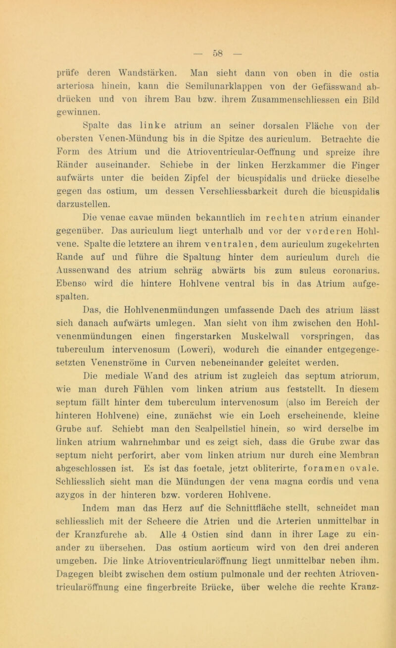 prüfe deren Wandstärken. Man sieht dann von oben in die ostia arteriosa hinein, kann die Semilunarklappen von der Gefässwand ab- drüeken und von ihrem Bau bzw. ihrem Zusammenschlüssen ein Bild gewinnen. Spalte das linke atrium an seiner dorsalen Fläche von der obersten Venen-Mündung bis in die Spitze des auriculum. Betrachte die Form des Atrium und die Atrioventricular-Oeffnung und spreize ihre Ränder auseinander. Schiebe in der linken Herzkammer die Finger aufwärts unter die beiden Zipfel der bicuspidalis und drücke dieselbe gegen das ostium, um dessen Verschliessbarkeit durch die bicuspidalis darzustellen. Die venae cavae münden bekanntlich im rechten atrium einander gegenüber. Das auriculum liegt unterhalb und vor der vorderen Hohl- vene. Spalte die letztere an ihrem ventralen, dem auriculum zugekehrteu Rande auf und führe die Spaltung hinter dem auriculum durch die Aussenwand des atrium schräg abwärts bis zum sulcus coronarius. Ebenso wird die hintere Hohlvene ventral bis in das Atrium aufge- spalten. Das, die Hohlvenenmündungen umfassende Dach des atrium lässt sich danach aufwärts umlegen. Man sieht von ihm zwischen den Hohl- venenmündungen einen fingerstarken Muskelwall vorspringen, das tuberculum intervenosum (Loweri), wodurch die einander entgegenge- setzten Venenströme in Curven nebeneinander geleitet werden. Die mediale Wand des atrium ist zugleich das septum atriorum, wie man durch Fühlen vom linken atrium aus feststellt. In diesem septum fällt hinter dem tuberculum intervenosum (also im Bereich der hinteren Hohlvene) eine, zunächst wie ein Loch erscheinende, kleine Grube auf. Schiebt man den Scalpellstiel hinein, so wird derselbe im linken atrium wahrnehmbar und es zeigt sich, dass die Grube zwar das septum nicht perforirt, aber vom linken atrium nur durch eine Membran abgeschlossen ist. Pis ist das foetale, jetzt obliterirte, foramen ovale. Schliesslich sieht man die Mündungen der vena magna cordis und vena azygos in der hinteren bzw. vorderen Hohlvene. Indem man das Herz auf die Schnittfläche stellt, schneidet man schliesslich mit der Scheere die Atrien und die Arterien unmittelbar in der Kranzfurche ab. Alle 4 Ostien sind dann in ihrer Lage zu ein- ander zu übersehen. Das ostium aorticum wird von den drei anderen umgeben. Die linke Atrioventricularöffnung liegt unmittelbar neben ihm. Dagegen bleibt zwischen dem ostium pulmonale und der rechten Atrioven- tricularöffnung eine fingerbreite Brücke, über welche die rechte Kranz-