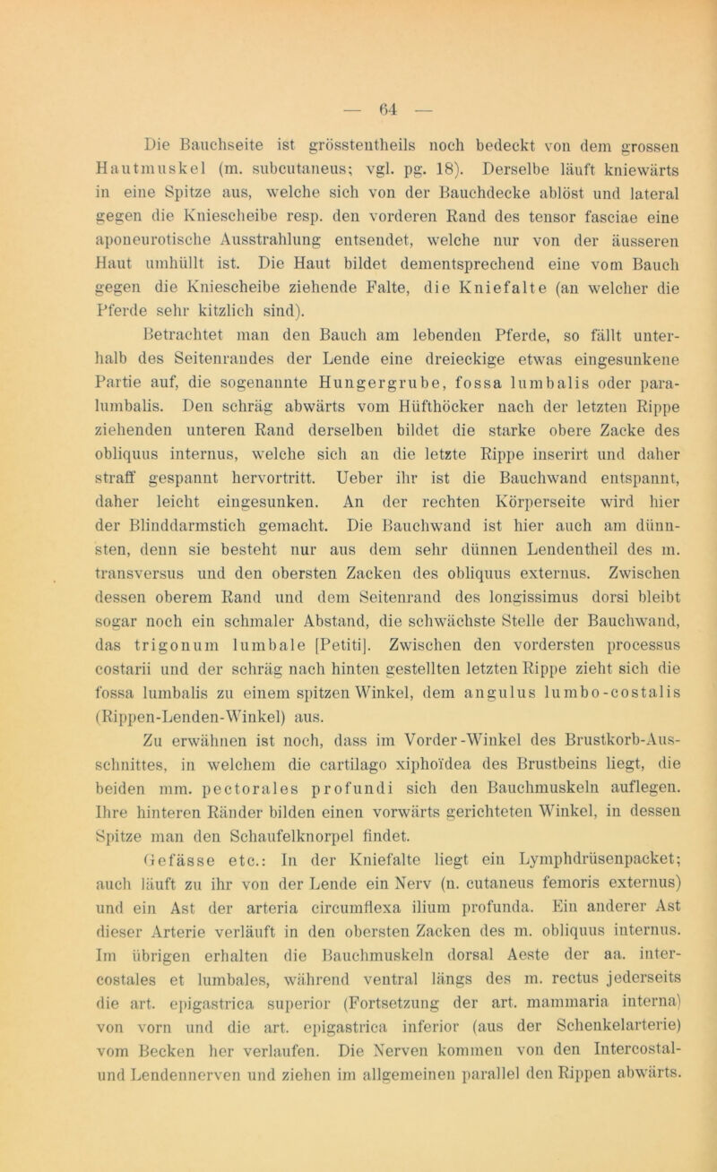 Die Bauchseite ist grösstentheils noch bedeckt von dem grossen Hautmuskel (m. subcutaneus; vgl. pg. 18). Derselbe läuft kniewärts in eine Spitze aus, welche sich von der Bauchdecke ablöst und lateral gegen die Kniescheibe resp. den vorderen Rand des tensor fasciae eine aponeurotische Ausstrahlung entsendet, welche nur von der äusseren Haut umhüllt ist. Die Haut bildet dementsprechend eine vom Bauch gegen die Kniescheibe ziehende Falte, die Kniefalte (an welcher die Pferde sehr kitzlich sind). Betrachtet man den Bauch am lebenden Pferde, so fällt unter- halb des Seitenrandes der Lende eine dreieckige etwas eingesunkene Partie auf, die sogenannte Hungergrube, fossa lumbalis oder para- lumbalis. Den schräg abwärts vom Htifthöcker nach der letzten Rippe ziehenden unteren Rand derselben bildet die starke obere Zacke des obliquus internus, welche sich an die letzte Rippe inserirt und daher straff gespannt hervortritt. Ueber ihr ist die Bauchwand entspannt, daher leicht eingesunken. An der rechten Körperseite wird hier der Blinddarmstich gemacht. Die Bauchwand ist hier auch am dünn- sten, denn sie besteht nur aus dem sehr dünnen Lendentheil des m. transversus und den obersten Zacken des obliquus externus. Zwischen dessen oberem Rand und dem Seitenrand des longissimus dorsi bleibt sogar noch ein schmaler Abstand, die schwächste Stelle der Bauchwand, das trigonum lumbale [Petitij. Zwischen den vordersten processus costarii und der schräg nach hinten gestellten letzten Rippe zieht sich die fossa lumbalis zu einem spitzen Winkel, dem angulus lumbo-costalis (Rippen-Lenden-Winkel) aus. Zu erwähnen ist noch, dass im Vorder-Winkel des Brustkorb-Aus- schnittes, in welchem die cartilago xiphoidea des Brustbeins liegt, die beiden mm. pectorales profundi sich den Bauchmuskeln auflegen. Ihre hinteren Ränder bilden einen vorwärts gerichteten Winkel, in dessen Spitze man den Schaufelknorpel findet. Gefässe etc.: In der Kniefalte liegt ein Lymphdrüsenpacket; auch läuft zu ihr von der Lende ein Nerv (n. cutaneus femoris externus) und ein Ast der arteria circumflexa ilium profunda. Ein anderer Ast dieser Arterie verläuft in den obersten Zacken des m. obliquus internus. Im übrigen erhalten die Bauchmuskeln dorsal Aeste der aa. inter- costales et lumbales, während ventral längs des m. rectus jederseits die art. epigastrica superior (Fortsetzung der art. mammaria interna) von vorn und die art. epigastrica inferior (aus der Schenkelarterie) vom Becken her verlaufen. Die Nerven kommen von den Intercostal- und Lendennerven und ziehen im allgemeinen parallel den Rippen abwärts.