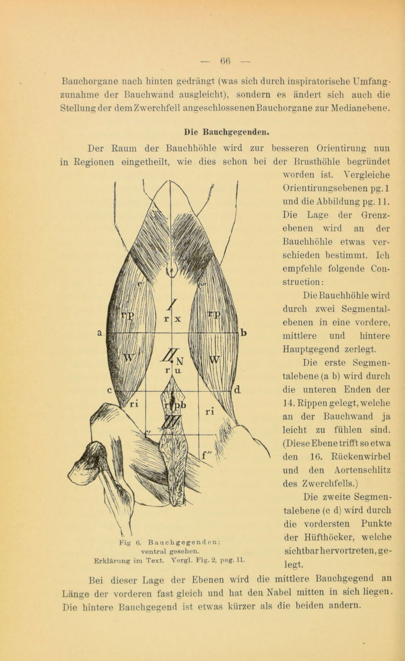 Bauchorgane nach hinten gedrängt (was sich durch inspiratorische Umfang- zunahme der Bauchwand ausgleicht), sondern es ändert sich auch die Stellung der dem Zwerchfell angeschlossenen Bauchorgane zur Medianebene. Die Baucligegendeu. Der Raum der Bauchhöhle wird zur besseren Orientirung nun in Regionen eingetheilt, wie dies schon bei der Brusthöhle begründet worden ist. Vergleiche | / N\ / | Orientirungsebenen pg. 1 und die Abbildung pg. 11. Die Lage der Grenz- ebenen wird an der Bauchhöhle etwas ver- schieden bestimmt. Ich empfehle folgende Con- struction: Die Bauchhöhle wird durch zwei Segmental- ebenen in eine vordere, mittlere und hintere Hanptgegend zerlegt. Die erste Segmen- talebene (a b) wird durch die unteren Enden der 14. Rippen gelegt, welche an der Bauchwand ja leicht zu fühlen sind. (Diese Ebene trifft so etwa den Iß. Rückenwirbel und den Aortenschlitz des Zwerchfells.) Die zweite Segmen- talebene (c d) wird durch die vordersten Punkte der Hüfthöcker, welche sichtbar hervortreten, ge- legt. Fig 6. Bauchgegenden: ventral gesehen. Erklärung im Text. Vergl. Fig. 2, pag. 11. Bei dieser Lage der Ebenen wird die mittlere Bauchgegend an Länge der vorderen fast gleich und hat den Nabel mitten in sich liegen. Die hintere Bauchgegend ist etwas kürzer als die beiden andern.