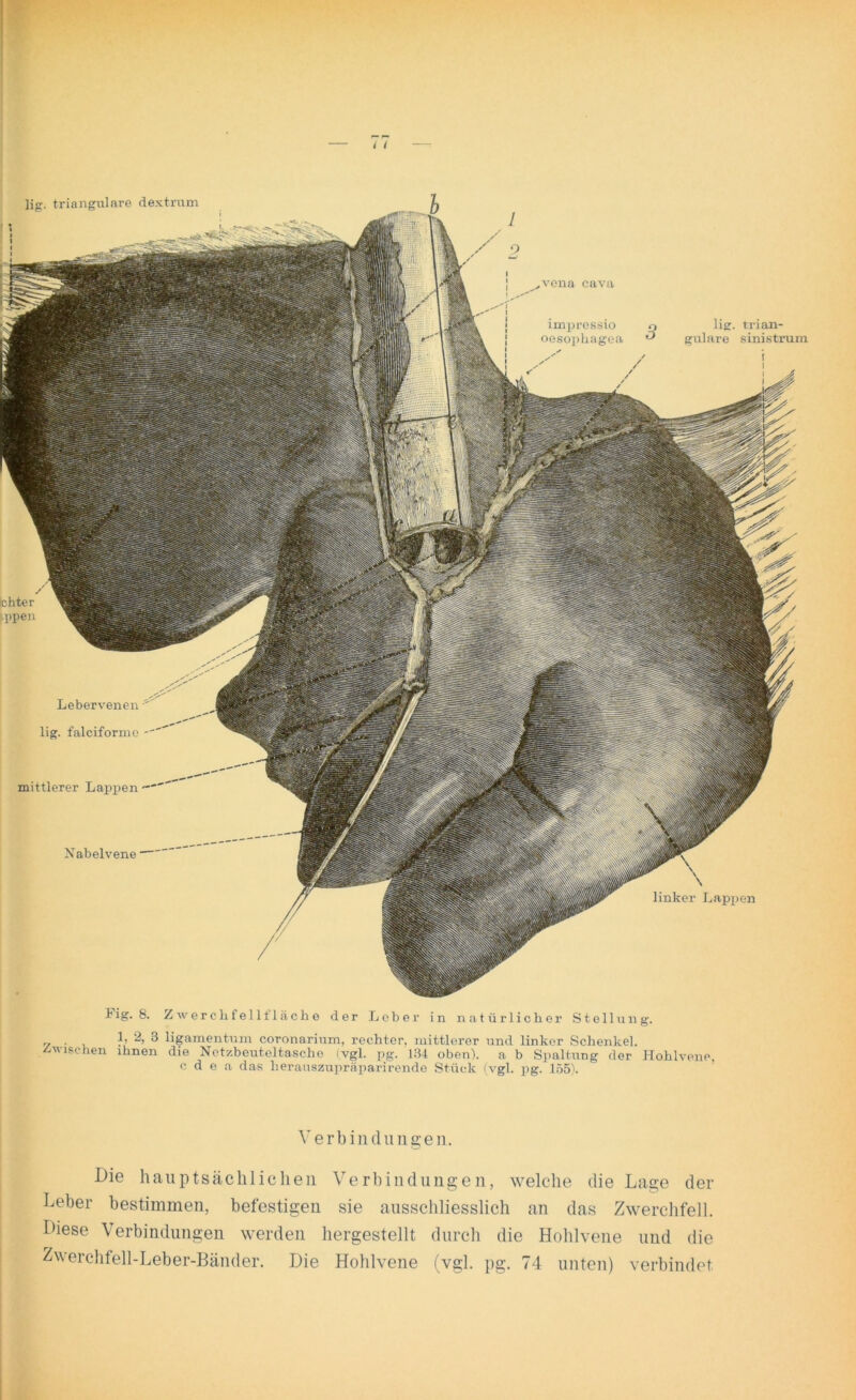 t I ichter : ppen mittlerer Lappen Nabelvene ■ big. 8. Zwerchfell fläche der Leber in natürlicher Stellung. „ . ?> 2, 3 ligamentnm coronarium, rechter, mittlerer und linker Schenkel. /-wischen ihnen die Netzbeuteltasche (vgl. pg. 134 oben), a b Spaltung der Hohlvene c d e a das li erauszupräparirende Stück (vgl. pg. 155). lig. trianguläre dextrum 1 Lebervenen lig. falciforme linker Lappen ,vena cava improssio oesophagea lig. trian- guläre sinistrum i Verbindungen. Die hauptsächlichen Verbindungen, welche die Lage der Leber bestimmen, befestigen sie ausschliesslich an das Zwerchfell. Diese Verbindungen werden hergestellt durch die Hohlvene und die