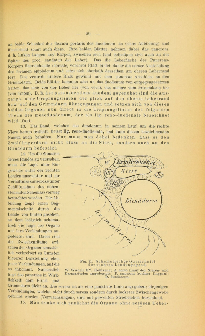 an beide Schenkel der flexura portalis des duodenum an (siehe Abbildung) und überbrlickt somit auch diese. Ihre beiden Blätter nehmen dabei das pancreas, d. h. linken Lappen und Körper, zwischen sich (und befestigen sich auch an der Spitze des proe. caudatus der Leber). Das die Leberfläche des Pancreas- Körpers überziehende (dorsale, vordere) Blatt bildet daher die seröse Auskleidung des foramen epiploicum und setzt sich oberhalb desselben am oberen Leberrand fest. Das ventrale hintere Blatt gewinnt mit dem pancreas Anschluss an den Grimmdarm. Beide Blätter kommen also au das duodenum von entgegengesetzten Seiten, das eine von der Leber her (von vorn), das andere vom Grimmdarm her (von hinten). D. h. der pars ascendens duodeni gegenüber sind die Aus- gangs- oder Ursprungslinien der plica auf den oberen Leberrand bzw. auf den Grimmdarm übergegangen und setzen sich von diesen beiden Organen nun direct in die Ursprungslinien des folgenden Theils des mesoduodenum, der als lig. reno-duodenale bezeichnet wird, fort. 13. Das Band, welches das duodenum in seinem Lauf um die rechte Niere herum festhält, heisst 11g. reno-duodenale, und kann diesen bezeichnenden Namen auch behalten. Nur muss man dabei bedenken, dass es den Zwölffingerdarm nicht bloss an die Niere, sondern auch an den Blinddarm befestigt. U 14. Um die Situation dieses Bandes zu verstehen, muss die Lage aller Ein- geweide unter der rechten Lendenmusculatur und ihr Verhältniss zur serosa(unter Zuhülfenahme des neben- stehenden Schemas) vorweg betrachtet werden. Die Ab- bildung zeigt einen Seg- mentalschnitt durch die Lende von hinten gesehen, an dem lediglich schema- tisch die Lage der Organe und ihre Verbindungen an- gedeutet sind. Dabei sind die Zwischenräume zwi- schen den Organen unnatür- lich verbreitert zu Gunsten klarerer Darstellung eben jener Verbindungen, auf die es ankommt. Namentlich liegt das pancreas in Wirk- lichkeit dem Blind- und Grimmdarm dicht an. Die serosa ist als eine punktirte Linie angegeben: diejenigen Verbindungen, welche nicht durch serosa sondern durch lockeres Zwischengewebe gebildet werden (Verwachsungen), sind mit gewellten Strichelchen bezeichnet. 15. Man denke sich zunächst die Organe ohne serösen Ueber- Fig. 11. Schematischer Querschnitt der rechten Lenden gegen d. W. Wirbel; HY. Hohlvene; A. aorta (Lauf der Nieren- und Darmarterien angedeutet): P. pancreas (rechter Lappen); D. duodenum.