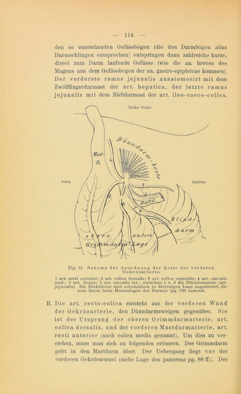 den so entstehenden Gefässbögen (die den Darinbögen alias Darmschlingen entsprechen) entspringen dann zahlreiche kurze, direct zum Darm laufende Gefässe (wie die aa. breves des Magens aus dem Gefässbögen der aa. gastro-epiploicae kommen). Der vorderste ramus jejunalis anastomosirt mit dem Zwölffingerdarmast der art. hepatica, der letzte ramus jejunalis mit dem Hüftdarmast der art. ileo-caeco-colica. Fig. 18. Schema der Anordnung der Aeste der vorderen Gekrösarterie. 1 art. recti anterior; 2 art. colica dorsalis; 3 art. colica ventralis; 4 art. caecalis med.; 5 art. ileaca; 6 art. caecalis lat.; zwischen 1 u. 6 die Dünndarmäste (art. jejunalis). Die Dickdärme sind schematisch in derjenigen Lage angedeutet, die man ihnen beim Herauslegen des Darmes (pg. 139) anweist. B. Die art. recto-colica entsteht aus der vorderen Wand der Gekrösarterie, den Dünndarmzweigen gegenüber. Sie ist der Ursprung der oberen Grimmdarmarterie, art. colica dorsalis, und der vorderen Mastdarmarterie, art. recti anterior (auch colica media genannt). Um dies zu ver- stehen, muss man sich an folgendes erinnern. Der Grimmdarm geht in den Mastdarm über. Der Uebergang liegt vor der vorderen Gekröswurzel (siehe Lage des pancreas pg. 88 ff.). Der