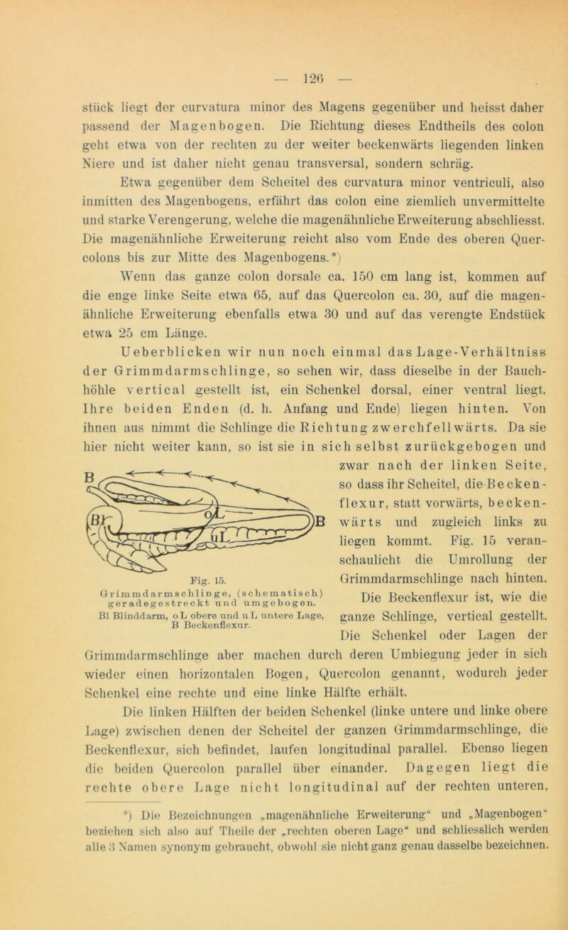 stück liegt der curvatura ininor des Magens gegenüber und heisst daher passend der Magen bogen. Die Richtung dieses Endtheils des colon geht etwa von der rechten zu der weiter beckenwärts liegenden linken Niere und ist daher nicht genau transversal, sondern schräg. Etwa gegenüber dem Scheitel des curvatura ininor ventriculi, also inmitten des Magenbogens, erfährt das colon eine ziemlich unvermittelte und starke Verengerung, welche die magenähnliche Erweiterung abschliesst. Die magenähnliche Erweiterung reicht also vom Ende des oberen Quer- colons bis zur Mitte des Magenbogens.*) Wenn das ganze colon dorsale ca. 150 cm lang ist, kommen auf die enge linke Seite etwa 65, auf das Quercolon ca. 30, auf die magen- ähnliche Erweiterung ebenfalls etwa 30 und auf das verengte Endstück etwa 25 cm Länge. Ueberblicken wir nun noch einmal das Lage-Verhältniss der Grimmdarmschlinge, so sehen wir, dass dieselbe in der Bauch- höhle vertical gestellt ist, ein Schenkel dorsal, einer ventral liegt, Ihre beiden Enden (d. h. Anfang und Ende) liegen hinten. Von ihnen aus nimmt die Schlinge die Richtung Zwerchfellwärts. Da sie hier nicht weiter kann, so ist sie in sich selbst zurückgebogen und zwar nach der linken Seite, so dass ihr Scheitel, dieBecken- flexur, statt vorwärts, becken- wärts und zugleich links zu liegen kommt. Fig. 15 veran- schaulicht die Umrollung der Grimmdarmschlinge nach hinten. Die Beckenliexur ist, wie die ganze Schlinge, vertical gestellt. Die Schenkel oder Lagen der Grimmdarmschlinge aber machen durch deren Umbiegung jeder in sich wieder einen horizontalen Bogen, Quercolon genannt, wodurch jeder Schenkel eine rechte und eine linke Hälfte erhält. Die linken Hälften der beiden Schenkel (linke untere und linke obere Lage) zwischen denen der Scheitel der ganzen Grimmdarmschlinge, die Beckenflexur, sich befindet, laufen longitudinal parallel. Ebenso liegen die beiden Quercolon parallel über einander. Dagegen liegt die rechte obere Lage nicht longitudinal auf der rechten unteren, Grimmdarmschlinge, (schematisch) geradegestreckt und umgebogen. Bl Blinddarm, oL obere und uL untere Lage, B Beckenflexur. *) Die Bezeichnungen „magenähnliche Erweiterung“ und „Magenbogen“ beziehen sich also auf Tlieile der „rechten oberen Lage“ und schliesslich werden alle 3 Namen synonym gebraucht, obwohl sie nicht ganz genau dasselbe bezeichnen.