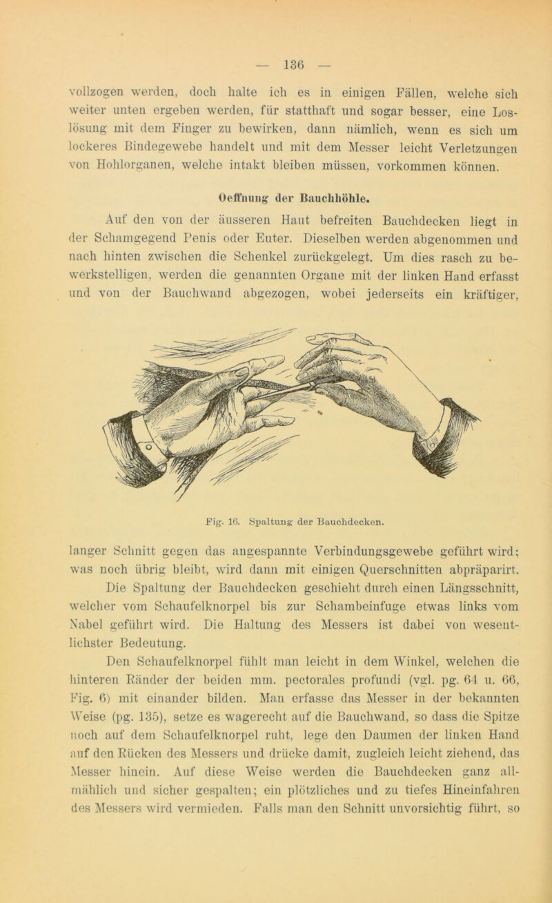 vollzogen werden, doch halte ich es in einigen Fällen, welche sich weiter unten ergeben werden, für statthaft und sogar besser, eine Los- lösung mit dem Finger zu bewirken, dann nämlich, wenn es sich um lockeres Bindegewebe handelt und mit dem Messer leicht Verletzungen von Hohlorganen, welche intakt bleiben müssen, Vorkommen können. Oeffhung’ der Bauchhöhle. Auf den von der äusseren Haut befreiten Bauchdecken liegt in der Schamgegend Penis oder Euter. Dieselben werden abgenommen und nach hinten zwischen die Schenkel zurückgelegt. Um dies rasch zu be- werkstelligen, werden die genannten Organe mit der linken Hand erfasst und von der Bauchwand abgezogen, wobei jederseits ein kräftiger, langer Schnitt gegen das angespannte Verbindungsgewebe geführt wird; was noch übrig bleibt, wird dann mit einigen Querschnitten abpräparirt. Die Spaltung der Bauchdecken geschieht durch einen Längsschnitt, welcher vom Schaufelknorpel bis zur Schambeinfuge etwas links vom Nabel geführt wird. Die Haltung des Messers ist dabei von wesent- lichster Bedeutung. Den Schaufelknorpel fühlt man leicht in dem Winkel, welchen die hinteren Ränder der beiden mm. pectorales profundi (vgl. pg. 64 u. 66, Fig. 6) mit einander bilden. Man erfasse das Messer in der bekannten Weise (pg. 135), setze es wagerecht auf die Bauchwand, so dass die Spitze noch auf dem Schaufelknorpel ruht, lege den Daumen der linken Hand auf den Rücken des Messers und drücke damit, zugleich leicht ziehend, das Messer hinein. Auf diese Weise werden die Bauchdecken ganz all- mählich und sicher gespalten; ein plötzliches und zu tiefes Hineinfahren des Messers wird vermieden. Falls man den Schnitt unvorsichtig führt, so
