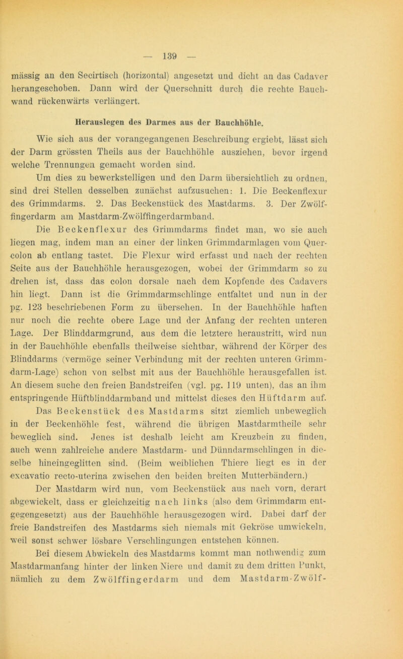 massig an den Secirtisck (horizontal) angesetzt und dicht au das Cadaver herangeschoben. Dann wird der Querschnitt durch die rechte Bauch- wand rückenwärts verlängert. Herauslegen des Darmes aus der Bauchhöhle. Wie sich aus der vorangegangenen Beschreibung ergiebt, lässt sich der Darm grössten Theils aus der Bauchhöhle ausziehen, bevor irgend welche Trennungen gemacht worden sind. Um dies zu bewerkstelligen und den Darm übersichtlich zu ordnen, sind drei Stellen desselben zunächst aufzusuchen: 1. Die Beckenflexur des Grimmdarms. 2. Das Beckenstück des Mastdarms. 3. Der Zwölf- fingerdarm am Mastdarm-Zwölffingerdarmband. Die Beckenflexur des Grimmdarms findet man, wo sie auch liegen mag, indem man an einer der linken Grimmdarmlagen vom Quer- colon ab entlang tastet. Die Flexur wird erfasst und nach der rechten Seite aus der Bauchhöhle herausgezogen, wobei der Grimmdarm so zu drehen ist, dass das colon dorsale nach dem Kopfende des Cadavers hin liegt. Dann ist die Grimmdarmschlinge entfaltet und nun in der pg. 123 beschriebenen Form zu übersehen. In der Bauchhöhle haften nur noch die rechte obere Lage und der Anfang der rechten unteren Lage. Der Blinddarmgrund, aus dem die letztere heraustritt, wird nun in der Bauchhöhle ebenfalls theilweise sichtbar, während der Körper des Blinddarms (vermöge seiner Verbindung mit der rechten unteren Grimm- darm-Lage) schon von selbst mit aus der Bauchhöhle herausgefallen ist. An diesem suche den freien Bandstreifen (vgl. pg. 119 unten), das aii ihm entspringende Hüftblinddarmband und mittelst dieses den Hiiftdarm auf. Das Beckenstück des Mastdarms sitzt ziemlich unbeweglich in der Beckenhöhle fest, während die übrigen Mastdarmtheile sehr beweglich sind. Jenes ist deshalb leicht am Kreuzbein zu finden, auch wenn zahlreiche andere Mastdarm- und Dünndarmschlingen in die- selbe hineingeglitten sind. (Beim weiblichen Thiere liegt es in der excavatio recto-uterina zwischen den beiden breiten Mutterbändern.) Der Mastdarm wird nun, vom Beckenstück aus nach vorn, derart abgewickelt, dass er gleichzeitig nach links (also dem Grimmdarm ent- gegengesetzt) aus der Bauchhöhle herausgezogen wird. Dabei darf der freie Bandstreifen des Mastdarms sich niemals mit Gekröse umwickeln, weil sonst schwer lösbare Verschlingungen entstehen können. Bei diesem Abwickeln des Mastdarms kommt man notliwendig zum Mastdarmanfang hinter der linken Niere und damit zu dem dritten Punkt, nämlich zu dem Zwölffingerdarm und dem Mastdarm-Zwölf-