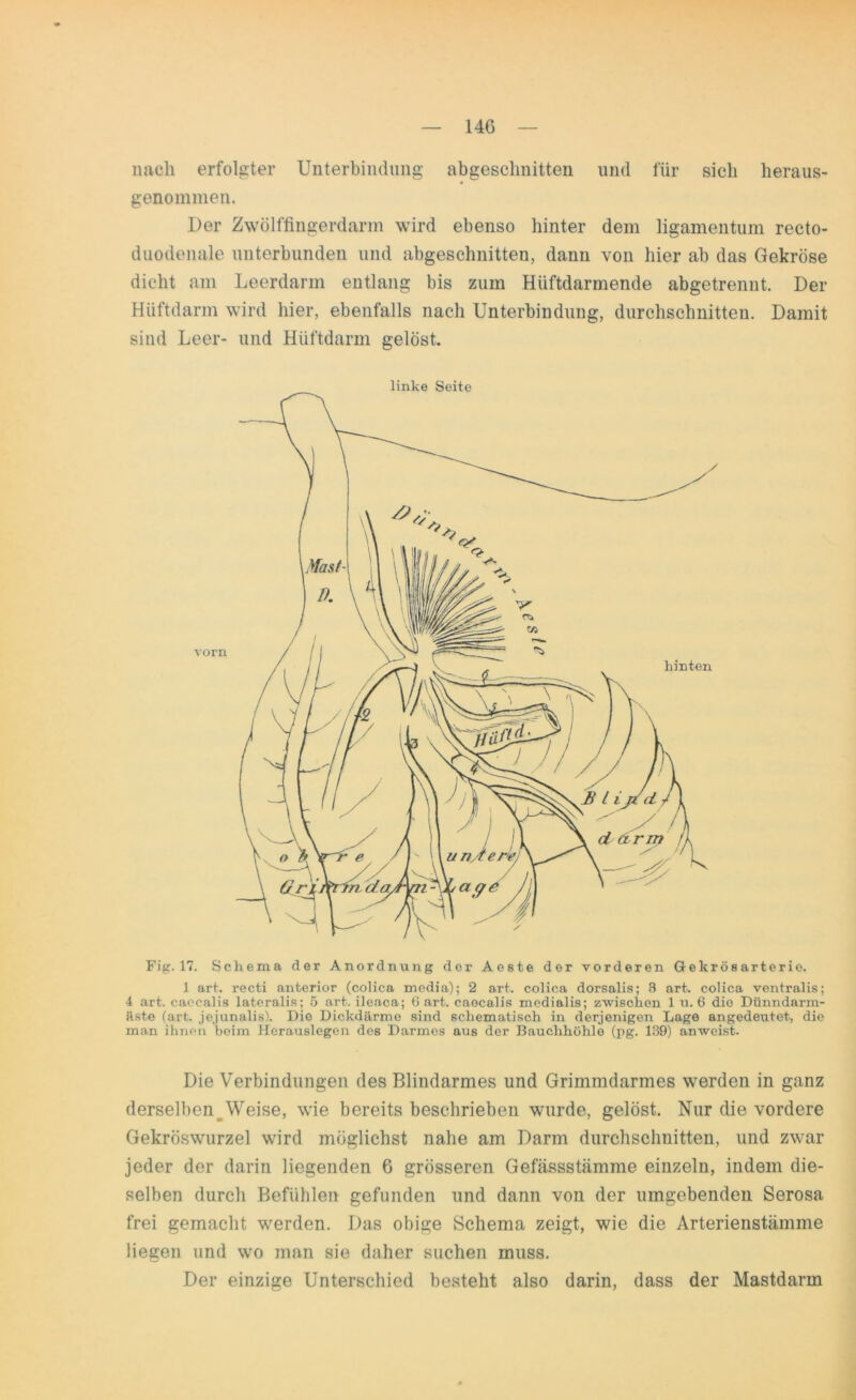 nach erfolgter Unterbindung abgeschnitten und für sich heraus- genommen. Der Zwölffingerdarm wird ebenso hinter dem ligamentum recto- duodenale unterbunden und abgeschnitten, dann von hier ab das Gekröse dicht am Leerdarm entlang bis zum Hüftdarmende abgetrennt. Der Hiiftdarm wird hier, ebenfalls nach Unterbindung, durchschnitten. Damit sind Leer- und Hüftdarm gelöst. linke Seite Fig. 17. Schema der Anordnung der Aeste der vorderen Gekrösarterie. 1 art. recti anterior (colica media); 2 art. colica dorsalis; B art. colica ventralis; 4 art. caecalis lateralis; 5 art. ileaca; Gart, caecalis mcdialis; zwischen 1 u. 6 die Dünndarm- äste (art. jejunalis). Die Dickdärme sind schematisch in derjenigen Lage angedeutet, die man ihnen beim Herauslegen des Darmes aus der Bauchhöhle (pg. 139) anweist. Die Verbindungen des Blindarmes und Grimmdarmes werden in ganz derselben Weise, wie bereits beschrieben wurde, gelöst. Nur die vordere Gekröswurzel wird möglichst nahe am Darm durchschnitten, und zwar jeder der darin liegenden 6 grösseren Gefässstämme einzeln, indem die- selben durch Befühlen gefunden und dann von der umgebenden Serosa frei gemacht werden. Das obige Schema zeigt, wie die Arterienstämme liegen und wo man sie daher suchen muss. Der einzige Unterschied besteht also darin, dass der Mastdarm