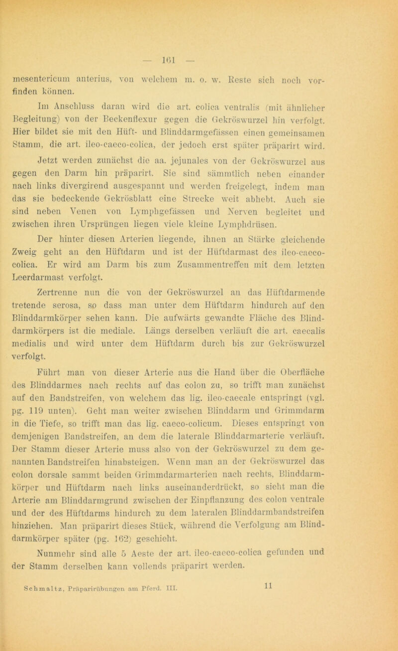 — 1(51 — mesentericum a-nterius, von welchem m. o. w. Reste sich noch vor- finden können. Im Anschluss daran wird die art. colica ventralis (mit ähnlicher Begleitung) von der Beckenflexur gegen die Gekröswurzel hin verfolgt. Hier bildet sie mit den Hilft- und Blinddarmgefässen einen gemeinsamen Stamm, die art. ileo-caeco-colica, der jedoch erst später präparirt wird. Jetzt werden zunächst die aa. jejunales von der Gekröswurzel aus gegen den Darm hin präparirt. Sie sind sämmtlich neben einander nach links divergirend ausgespannt und werden freigelegt, indem man das sie bedeckende Gekrösblatt eine Strecke weit abhebt. Auch sie sind neben Venen vou Lymphgefässen und Nerven begleitet und zwischen ihren Ursprüngen liegen viele kleine Lymphdrüsen. Der hinter diesen Arterien liegende, ihnen an Stärke gleichende Zweig geht an den Hüftdarm und ist der Hüftdarmast des ileo-caeco- colica, Er wird am Darm bis zum Zusammentreffen mit dem letzten Leerdarmast verfolgt. Zertrenne nun die von der Gekröswurzel au das Hüftdarmende tretende serosa, so dass man unter dem Hüftdarm hindurch auf den Blinddarmkörper sehen kann. Die aufwärts gewandte Fläche des Blind- darmkörpers ist die mediale. Längs derselben verläuft die art. caecalis medialis und wird unter dem Hüftdarm durch bis zur Gekröswurzel verfolgt. Führt man von dieser Arterie aus die Hand über die Oberfläche des Blinddarmes nach rechts auf das colon zu, so trifft man zunächst auf den Bandstreifen, von welchem das lig. ileo-caecale entspringt (vgl. pg. 119 unten). Geht man weiter zwischen Blinddarm und Grimmdarm in die Tiefe, so trifft man das lig. caeco-colicum. Dieses entspringt von demjenigen Bandstreifen, an dem die laterale Blinddarmarterie verläuft. Der Stamm dieser Arterie muss also von der Gekröswurzel zu dem ge- nannten Bandstreifen hinabsteigen. Wenn man an der Gekröswurzel das colon dorsale sammt beiden Grimmdarmarterien nach rechts, Blinddarm- körper und Hüftdarm nach links auseinanderdrückt, so sieht man die Arterie am Blinddarmgrund zwischen der Einpflanzung des colon ventrale und der des Hüftdarms hindurch zu dem lateralen Blinddarmbandstreifen hinziehen. Man präparirt dieses Stück, während die Verfolgung am Blind- darmkörper später (pg. 162) geschieht. Nunmehr sind alle 5 Aestc der art, ileo-caeco-colica gefunden und der Stamm derselben kann vollends präparirt werden. Schmaltz, Präparirübungen am Pferd. III. 11