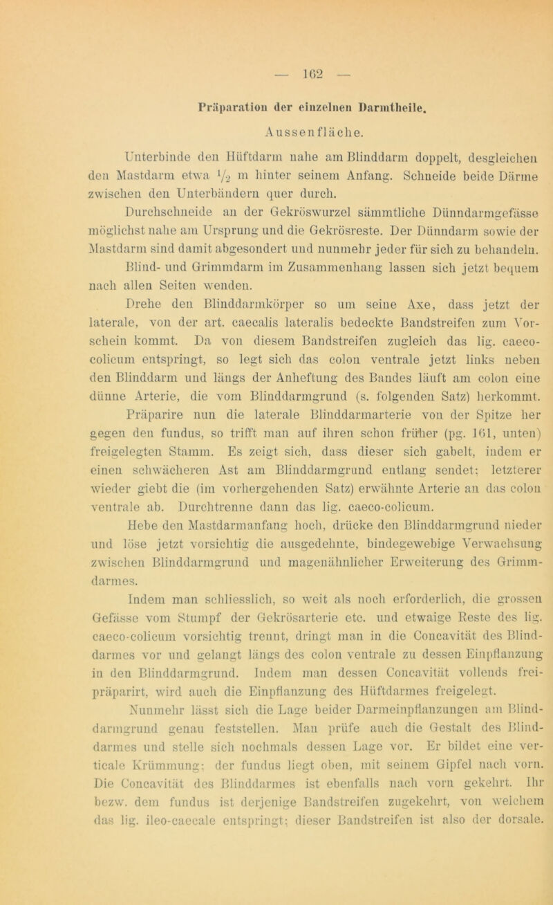 Priiparation der einzelnen Darmtlieile. Aussen fläche. Unterbinde den Hüftdarm nahe am Blinddarm doppelt, desgleichen den Mastdarm etwa 72 m hinter seinem Anfang. Schneide beide Därme zwischen den Unterbändern quer durch. Durchschneide an der Gekröswurzel sämmtliclie Diinndarmgefässe möglichst nahe am Ursprung und die Gekrösreste. Der Dünndarm sowie der Mastdarm sind damit abgesondert und nunmehr jeder für sich zu behandeln. Blind- und Grimmdarm im Zusammenhang lassen sich jetzt bequem nach allen Seiten wenden. Drehe den Blinddarmkörper so um seine Axe, dass jetzt der laterale, von der art. caecalis lateralis bedeckte Bandstreifen zum Vor- schein kommt. Da von diesem Bandstreifen zugleich das lig. caeco- colicum entspringt, so legt sich das colon ventrale jetzt links neben den Blinddarm und längs der Anheftung des Bandes läuft am colon eine dünne Arterie, die vom Blinddarmgrund (s. folgenden Satz) herkommt. Präparire nun die laterale Blinddarmarterie von der Spitze her gegen den fundus, so trifft man auf ihren schon früher (pg. 161, unten) freigelegten Stamm. Es zeigt sich, dass dieser sich gabelt, indem er einen schwächeren Ast am Blinddarmgrund entlang sendet; letzterer wieder giebt die (im vorhergehenden Satz) erwähnte Arterie an das colon ventrale ab. Durchtrenne dann das lig. caeco-colicum. Hebe den Mastdarmanfang hoch, drücke den Blinddarmgrund nieder und löse jetzt vorsichtig die ausgedehnte, bindegewebige Verwachsung zwischen Blinddarmgrund und magenähnlicher Erweiterung des Grimm- darmes. Indem man schliesslich, so weit als noch erforderlich, die grossen Gefässe vom Stumpf der Gekrösarterie etc. und etwaige Reste des lig. caeco-colicum vorsichtig trennt, dringt man in die Concavität des Blind- darmes vor und gelangt längs des colon ventrale zu dessen Einpflanzung in den Blinddarmgrund. Indem man dessen Concavität vollends frei- präparirt, wird auch die Einpflanzung des Hüftdarmes freigelegt. Nunmehr lässt sich die Lage beider Darmeinpflanzungen am Blind- darmgrund genau feststellen. Man prüfe auch die Gestalt des Blind- darmes und stelle sich nochmals dessen Lage vor. Er bildet eine ver- ticale Krümmung; der fundus liegt oben, mit seinem Gipfel nach vorn. Die Concavität des Blinddarmes ist ebenfalls nach vorn gekehrt. Ihr bezw. dem fundus ist derjenige Bandstreifen zugekehrt, von welchem das lig. ileo-caecale entspringt; dieser Bandstreifen ist also der dorsale.