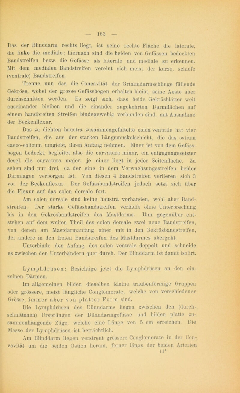 Das der Blinddarm rechts liegt, ist seine rechte Fläche die laterale, die linke die mediale; hiernach sind die beiden von Gefassen bedeckten Bandstreifen bezw. die Gefässe als laterale und mediale zu erkennen. Mit dem medialen Bandstreifen vereint sich meist der kurze, schiefe (ventrale) Bandstreifeu. Trenne nun das die Concavität der Grimmdarmschlinge füllende Gekröse, wobei der grosse Gefässbogen erhalten bleibt, seine Aeste aber durchschnitten werden. Es zeigt sich, dass beide Gekrösblätter weit auseinander bleiben und die einander zugekehrten Darmflächen auf einem handbreiten Streifen bindegewebig verbunden sind, mit Ausnahme der Beckenflexur. Das zu dichten haustra zusammengefältelte colon ventrale hat vier Bandstreifen, die aus der starken Längsmuskelschicht, die das ostium caeco-colicum umgiebt, ihren Anfang nehmen. Einer ist von dem Gefäss- bogen bedeckt, begleitet also die curvatura minor, ein entgegengesetzter desgl. die curvatura major, je einer liegt in jeder Seitenfläche. Zu sehen sind nur drei, da der eine in dem Verwachsungssfreifen beider Darmlagen verborgen ist. Von diesen 4 Bandstreifen verlieren sich 3 vor der Beckenflexur. Der Gefässbandstreifen jedoch setzt sich über die Flexur auf das colon dorsale fort. Am colon dorsale sind keine haustra vorhanden, wohl aber Band- streifen. Der starke Gefässbandstreifen verläuft ohne Unterbrechung bis in den Gekrösbandstreifen des Mastdarms. Ihm gegenüber ent- stehen auf dem weiten Theil des colon dorsale zwei neue Bandstreifen, von denen am Mastdarmanfang einer mit in den Gekrösbandstreifen, der andere in den freien Bandstreifen des Mastdarmes übergeht. Unterbinde den Anfang des colon ventrale doppelt und schneide es zwischen den Unterbändern quer durch. Der Blinddarm ist damit isolirt. Lymphdrüsen: Besichtige jetzt die Lymphdrüsen an den ein- zelnen Därmen. Im allgemeinen bilden dieselben kleine traubenförmige Gruppen oder grössere, meist längliche Conglomerate, welche von verschiedener Grösse, immer aber von platter Form sind. Die Lymphdrüsen des Dünndarms liegen zwischen den (durch-. schnittenen) Ursprüngen der Düundarmgefässe und bilden platte zu- sammenhängende Züge, welche eine Länge von 5 cm erreichen. Die Masse der Lymphdrüsen ist beträchtlich. Am Blinddarm liegen verstreut grössere Conglomerate in der Con- cavität um die beiden Ostien herum, ferner längs der beiden Arterien 11*