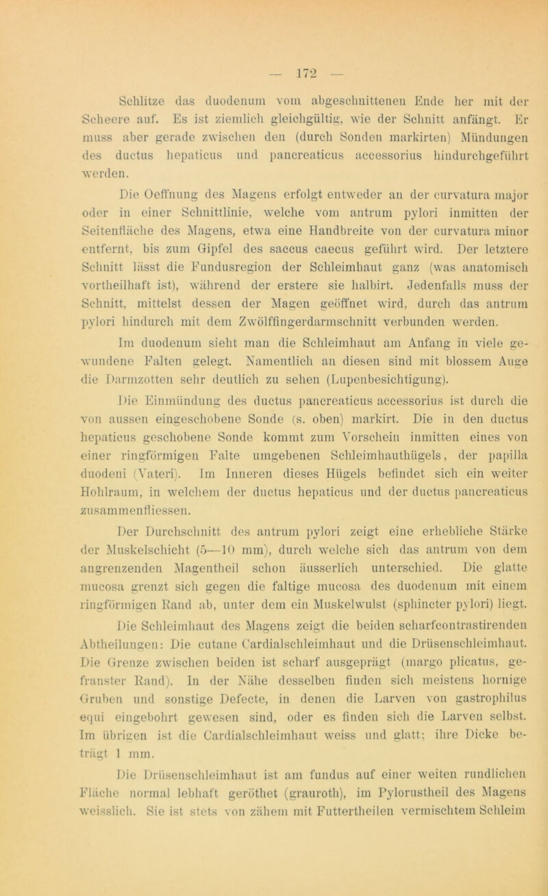 Schlitze das duodenum vom abgesclmittenen Ende her mit der Scheere auf. Es ist ziemlich gleichgültig, wie der Schnitt anfängt. Er muss aber gerade zwischen den (durch Sonden markirten) Mündungen des ductus hepaticus und pancreaticus accessorius hindurchgeführt werden. Die Oeffnung des Magens erfolgt entweder an der eurvatura major oder in einer Schnittlinie, welche vom antrum pylori inmitten der Seitenfläche des Magens, etwa eine Handbreite von der eurvatura minor entfernt, bis zum Gipfel des saccus caecus geführt wird. Der letztere Schnitt lässt die Fundusregion der Schleimhaut ganz (was anatomisch vorteilhaft ist), während der erstere sie lialbirt. Jedenfalls muss der Schnitt, mittelst dessen der Magen geöffnet wird, durch das antrum pylori hindurch mit dem Zwölffingerdarmschnitt verbunden werden. Im duodenum sieht man die Schleimhaut am Anfang in viele ge- wundene Falten gelegt. Namentlich an diesen sind mit blossem Auge die Darmzotten sehr deutlich zu sehen (Lupenbesichtigung). Die Einmündung des ductus pancreaticus accessorius ist durch die von aussen eingeschobene Sonde (s. oben) markirt. Die in den ductus hepaticus geschobene Sonde kommt zum Vorschein inmitten eines von einer ringförmigen Falte umgebenen Schleimhauthügels, der papilla duodeni (Yateri). Im Inneren dieses Hügels befindet sich ein weiter Hohlraum, in welchem der ductus hepaticus und der ductus pancreaticus zusammentliessen. Der Durchschnitt des antrum pylori zeigt eine erhebliche Stärke der Muskelschicht (5—10 mm), durch welche sich das antrum von dem angrenzenden Magentheil schon äusserlich unterschied. Die glatte mucosa grenzt sich gegen die faltige mucosa des duodenum mit einem ringförmigen Rand ab, unter dem ein Muskelwulst (sphincter pylori) liegt. Die Schleimhaut des Magens zeigt die beiden scharfcontrastirenden Abtheilungen: Die cutane CardialSchleimhaut und die Drüsenschleimhaut. Die Grenze zwischen beiden ist scharf ausgeprägt (margo plicatus, ge- franster Rand), ln der Nähe desselben finden sich meistens hornige Gruben und sonstige Defecte, in denen die Larven von gastrophilus equi eingebohrt gewesen sind, oder es finden sich die Larven selbst. Im übrigen ist die Cardialschleimhaut weiss und glatt: ihre Dicke be- trägt 1 mm. Die Drüsenschleimhaut ist am fundus auf einer weiten rundlichen Fläche normal lebhaft geröthet (grauroth), im Pylorustheil des Magens weisslich. Sie ist stets von zähem mit Futtertheilen vermischtem Schleim