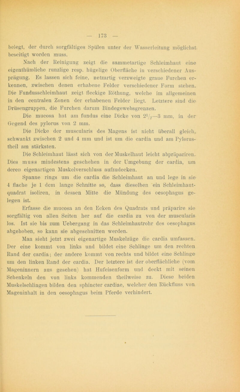 belegt, der durch sorgfältiges Spülen unter der Wasserleitung möglichst beseitigt worden muss. Nach der Reinigung zeigt die sammetartige Schleimhaut eine eigentümliche runzlige resp. hügelige Oberfläche in verschiedener Aus- prägung. Es lassen sich feine, netzartig verzweigte graue Furchen er- kennen, zwischen denen erhabene Felder verschiedener Form stehen. Die Fundusschleimhaut zeigt fleckige Röthung, welche im allgemeinen in den centralen Zonen der erhabenen Felder liegt. Letztere sind die Drüsengruppen, die Furchen darum Bindegewebsgrenzen. Die mucosa hat am fundus eine Dicke von 2l/.2—3 mm, in der Gegend des pylorus von 2 mm. Die Dicke der muscularis des Magens ist nicht überall gleich, schwankt zwischen 2 und 4 mm und ist um die cardia und am Pylorus- theil am stärksten. Die Schleimhaut lässt sich von der Muskelhaut leicht abpräpariren. Dies muss mindestens geschehen in der Umgebung der cardia, um deren eigenartigen Muskelverschluss aufzudecken. Spanne rings um die cardia die Schleimhaut an und lege in sie 4 flache je 1 dem lange Schnitte so, dass dieselben ein Schleimhaut- quadrat isoliren, in dessen Mitte die Mündung des oesophagus ge- legen ist. Erfasse die mucosa an den Ecken des Quadrats und präparire sie sorgfältig von allen Seiten her auf die cardia zu von der muscularis los. Ist sie bis zum Uebergang in das Schleimhautrohr des oesophagus abgehoben, so kann sie abgesclmitten werden. Man sieht jetzt zwei eigenartige Muskelzüge die cardia umfassen. Der eine kommt von links und bildet eine Schlinge um den rechten Rand der cardia; der andere kommt von rechts und bildet eine Schlinge um den linken Rand der cardia. Der letztere ist der oberflächliche (vom Mageninnern aus gesehen) hat Hufeisenform und deckt mit seinen Schenkeln den von links kommenden theilweise zu. Diese beiden Muskelschlingen bilden den sphincter cardiae, welcher den Rückfluss von Mageninhalt in den oesophagus beim Pferde verhindert.