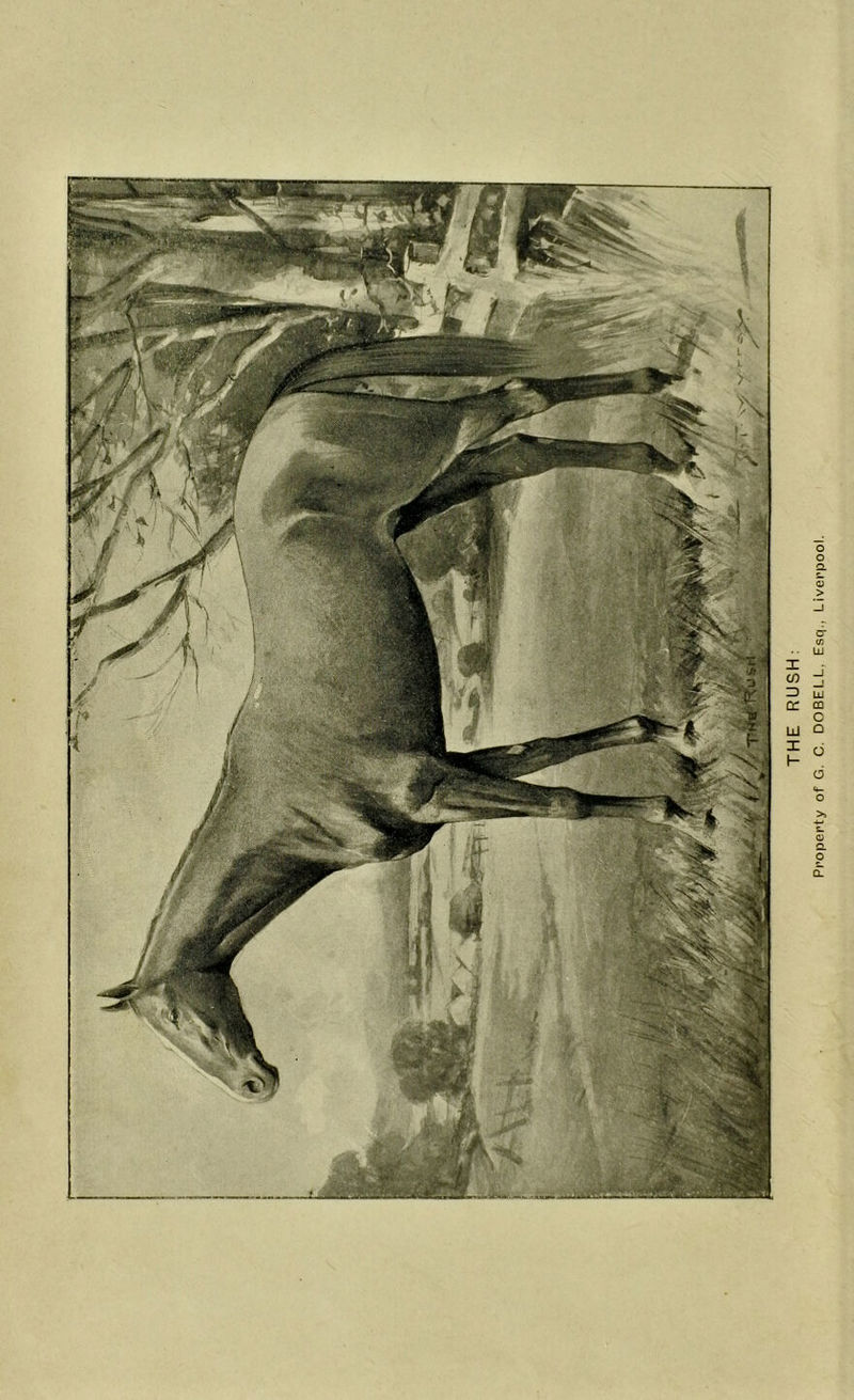 THE RUSH: Property of G. C. DOBEl.L, Esq,, Liverpool.