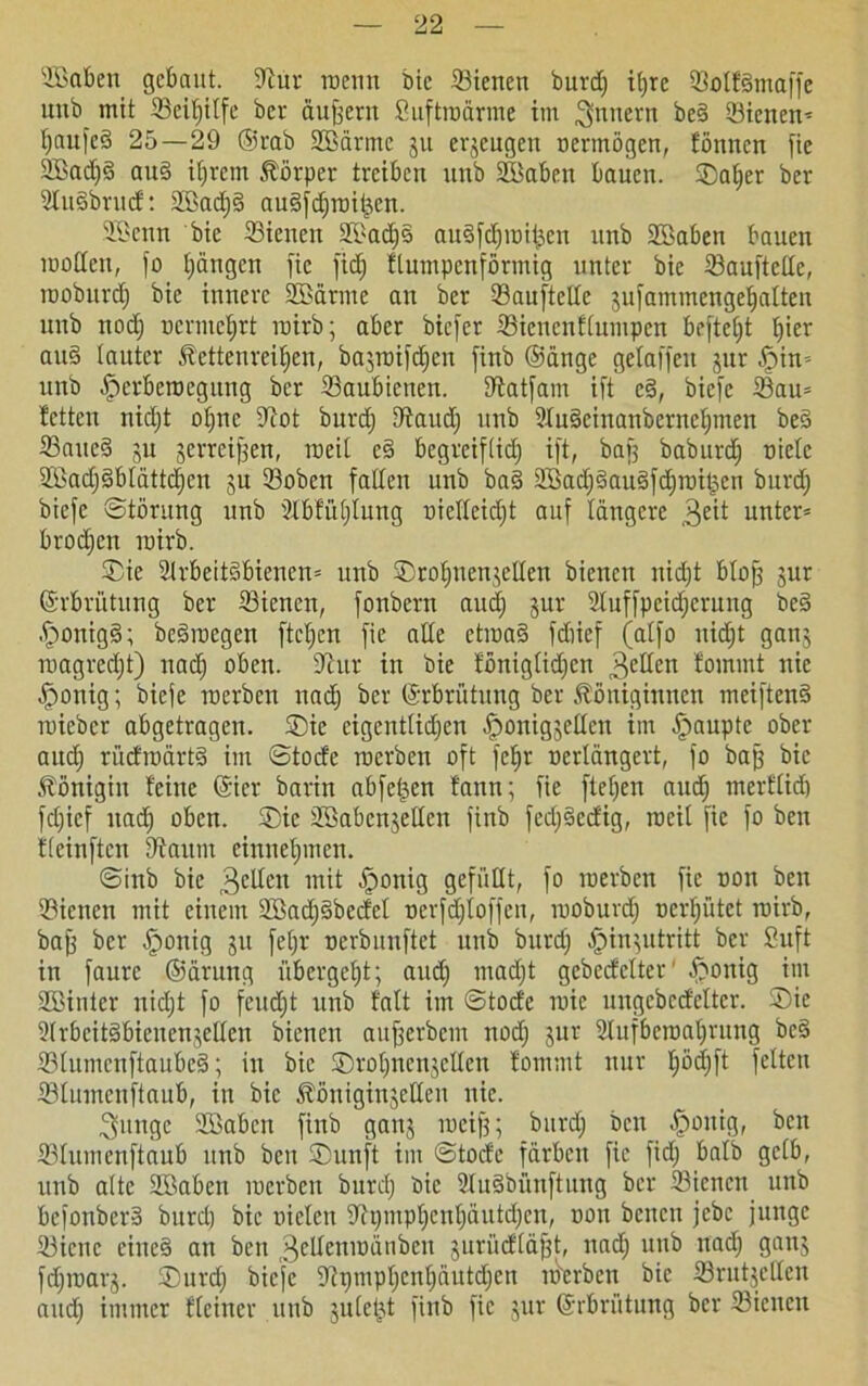©Sabett gebaut. 9iur roentt bie ©ienen burdj iljre ©olfioinaffe uub mit ©eitjitfe bev äußern Suftroärme im Innern bes> ©ienen» fjaufeä 25—29 ©rab SBärme ju erzeugen oermögen, fönnen fie 2Bad)§ au§ itjrem Körper treiben uub SBaben bauen. Satjer ber 2lit§brud: 2Badj§ augfdjtoitjen. SSenn bie ©ienen 29adjs aujfd)roit;en unb SBaben bauen motten, fo tjängen fic fidj flumpenförmig unter bie ißauftette, toobitrdj bie innere ©>ärme an ber ©auftette jufammengetjatten unb nodj oerme^rt roirb; aber biefer ©ienenftumpen befielt t)ier au§ lauter Ketteureitjen, bajtoifdjen finb ©änge getaffeu jur .Spin» unb öpcrbctoegttng ber ©aubienen. tttatfam ift c<3, biefe ©au» betten nicl;t otjiic tttot burdj tttaudj unb 2Iu§einanbernetjmen be3 ©atteS ju jerrcifjen, roeit e§ begreiflich ift, bat) baburdj niete 2Badj£>btättd)cn ju ©oben fallen unb ba§ 2Badj§au§fd)roit3en burdj biefe Störung unb 2lbfü£)lung oietteidjt auf längere unter» brodjen roirb. Sie 2lrbeit3bienen» unb Sroljnenjetten bienett itidjt btofj jur ©rbrütung ber ©ienen, fonbern audj jur ©uffpeidjcrung be§ .jponigS; be§iocgcn ftcfjen fic atte ctioa§ fdiicf (atfo uidjt ganj roagredjt) nad) oben, tthtr in bie fönigtidjen 3e^en bommt nie öponig; biefe roerben nad) ber ©rbrütung ber Königinnen meiftenS roieber abgetragen. Sie eigentlidjen tponigjeücn im Raupte ober aud) rücfroärtä im ©tode roerben oft fefjr oertängert, fo baff bie Königin beine ©er barin abfefjett bann; fie fielen aud) mertlid) fdjicf itad) oben. Sic SBabcnjettcn finb fedj§cdig, roeit fie fo ben tleinftcn tttaurn einnebpnen. ©iub bie 3dtcit mit -jponig gefüllt, fo roerben fie non ben 93ienen mit einem 2Badj§bedet oerfdjloffen, rooburdj oerfjütet roirb, baff ber Jponig ju fetjr oerbunftet unb burdj «jpinjutritt ber Suft in faure ©ärung übergetjt; audj madjt gebecCelter' öponig im Sßinter nidjt fo f'cudjt unb halt im ©tode roic ungebedetter. Sie 2lrbcit£>bicnenjeltcn bienen aufjerbem nodj jur Slufbcroatjrung bc§ ©tumenftaubc§; in bie Srotjnenjellen bommt nur tjödjft fetten ©tumenftaub, in bie Königinjetten nie. 3ungc 2öabcn finb gattj roeijj; burdj ben öpottig, ben ©tumertftaub unb ben Sunft im ©tode färben fie fid; halb getb, uub alte Sßaben roerben burdj bie 2tu§bünftung ber ©ieuen unb befonbera burd) bie nieten tttpiptjentjäutdjcn, non benen jebe junge ©iette eiltet att ben 3dtenioänbeit juvüdläfjt, itad) unb nad; ganj fdjtnarj. Surdj biefe ttipmptjcntjäutdjeu werben bie ©rutjetten audj intiitcr deiner uttb juletjt finb fic jur ©rbrütung ber ©icttett