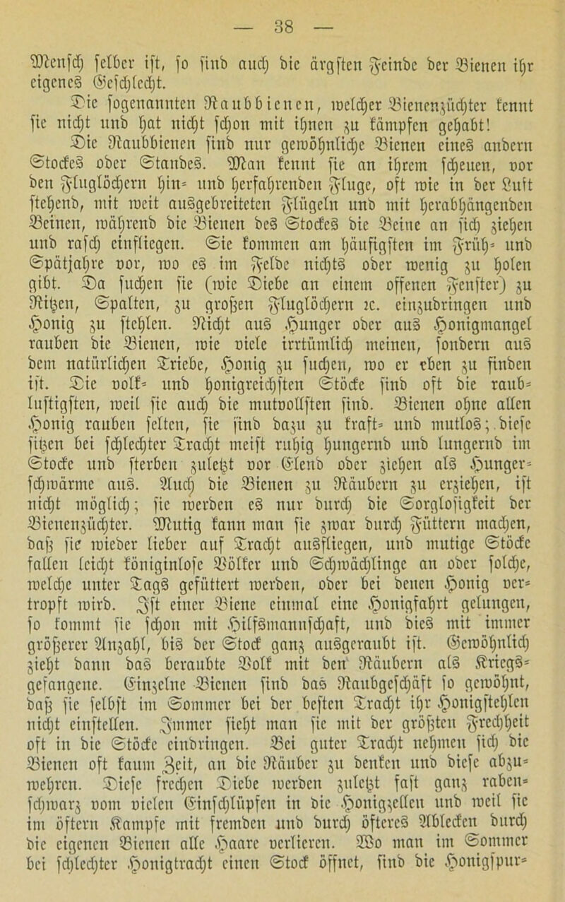 Stenfdj fctbcr ift, fo finb aucf) bic ärgften f^einbe ber Sienen itjr eigenes ©cfdjtcdjt. 3bie fogenannten Saubbienen, weldjer Sienengüd)ter fennt fie nidjt ltnb t;at nidjt fdjoit mit itjncit gu fämpfen gehabt! ®ic Saubbienen [inb nur geruöfjntidjc Sienen eines anberit ©todeS ober ©taubes. Stau tennt fie nn itjrem fdjeuen, nor ben $tugtöd)ern t;in= unb tjerfatjrcnbcn -fttuge, oft roie in ber Suft ftctfenb, mit racit auSgebreitetcn $tügetn unb mit tjerabfjängenbcn Seinen, mätjrenb bic Sienen beS ©tocfeS bie Seine an fid) gietjen unb rafdj einftiegen. ©ic fommen am tjüufigftcn im {jrüb)= unb ©patjafjre nor, ino cS im f^etbe nidjtS ober raenig gu fjoten gibt. ®a^ fudjen fie (mie ©icbe an einem offenen fyenfter) gu Sitten, ©patten, gu großen $tugtöd)ern ic. eittgubringen unb ^>onig gu ftctjten. Sidjt aus junger ober auS ^»onigmanget rauben bie Sienen, mie niete irrtündid) meinen, fonbern auS bem natürlidjen ©riebe, £ionig gu fudjen, roo er eben gu finben ift. ©ie ootf* unb tjonigrcidjften ©töde finb oft bie raub* luftigften, roeit fie audj bie mutoottften finb. Sienen otjne alten .fponig rauben fetten, fie finb bagu gu traft* unb muttoS; biefc filmen bei fdjfedjter ©radjt rneift rufjig tjungernb unb tungernb im ©tode unb fterbcu gute^t nor Gtenb ober gieren atS junger* fdjinärmc auS. 2tucb bie Sienen gu Säubern gu crgietjcn, ift nidjt möglidj; fie inerben eS nur burdj bie ©orgtofigfeit ber Sicuengüdjter. Siittig tann man fie grnar burdj füttern madjen, bafg fie mieber lieber auf ©radjt aitSftiegen, unb mutige ©tode falten teidjt fönigintofe Sötfcr unb ©djinädjtingc an ober fotdje, inetdje unter ©agS gefüttert inerben, ober bei beiten £onig ocr* tropft mirb. 3ft einer Siene einmal eine .fjonigfatjrt gelungen, fo fommt fie fdjon mit ßitfSmanufdjaft, unb bicS mit immer größerer Stngatjt, bis ber ©toef gang auSgcraubt ift. ©cinötjtitidj gietjt bann baS beraubte Sott mit ben Säubern atS Kriegs* gefangene. (S'ingetne Sienen finb bas Saubgcfdjäft fo gcmotjnt, baff fie fetbft im ©otnmer bei ber beften ©radjt ifjr ^onigftetjlen nidjt einftelten. ^innrer fic^t ntan fie mit ber größten ^redj^eit oft in bie ©tode cinbringen. Sei guter ©radjt nehmen fid) bic Sienen oft fauin 3cit, an bic Sauber gu beuten mtb biefc abgu* roetjrcn. ©iefe fredjen ©iebc werben gittert faft gang raben* fdjinarg nom nieten ©infdjtüpfeu in bic .fponiggeCteu unb weit fie im öftern .Kampfe mit fremben unb burdj öfteres Sbteden burdj bic eigenen Sienen alte .fjaarc nerticrcn. 2öo man im ©ommer bei fdjtedjter .^onigtradjt einen ©tod öffnet, finb bie .fSonigfpur*