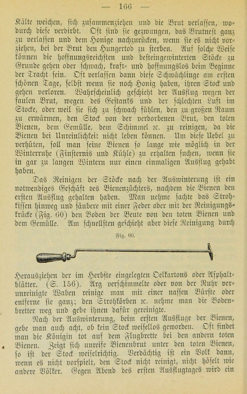 16G £\Hte tueidjen, fid; sufammensielfcn unb bic iörut ücrtaffen, ioo= burdj biefe oerbirbt. Oft jinb fie gelungen, bad ©rutneft ganj SU Dcrlaffen unb bem Könige ttadjsuriidcn, toenn fie cd nid)t oor= Stegen, bet ber ©tut beit ^mngertob ju fterben. 2luf fotd^e ©cifc tonnen bie l)offttungdrcid)ftett uitb befteingerointerten ©töde su ©taube getjen ober fdjiuad), fraft= uttb tjoffnungdlod beim ©egittne ber ©rad)t fein. Oft oertaffen bann biefe ©d)toäd)iinge am erften fdfönen ©age, fclbft raenn fie nod) .fpoitig fjaben, itjren ©tod unb getjeu oertoren. ©tefyrfdjcintid) gcfdjictjt ber ©udftug roegen ber faulen ©rut, locgcn bed ©eftant'd unb ber fajlcdjten Suft im ©tode, ober roeit fie fid) ju fdfioad) fügten, ben su großen dtaum Sit ertoarmen, ben ©tod oon ber oerborbenen ©rut, ben toten ©ienen, bem ©entMe, bem ©d)immet ic. su veinigen, ba bie ©ienen bei Unreinlidjfeit nid)t leben fönnen. Um biefe Ucbet 51t oerf)üten, fotl man feine ©ienen fo lange luie mögtid) in ber ©>intcrruf)e (fyinfterniS unb 5tiU)tc) su ermatten fud;cn, menit fie in gar su langen ©intern nur einen einmaligen ©udftug gehabt tjabcu. Oad ©einigen ber ©tode nad) ber ©itdiointerung ift ein notiocubiged ©cfdjäft oed ©ienensüdjterd, nadjbem bic ©ienen ben erften ©udftug gehabten I)abcn. ©bau netjine fadjte bad ©trolf* fiffen l)ittioeg unb fäuberc mit einer fyeber ober mit ber ©cinigungd* fritde ($ig. 60) ben ©oben ber ©eutc oon beit toten ©ienen uttb bem ©emüttc. ©11t fdjticllftcn geid)iet)t aber biefe Reinigung burd) Sig. 60. ,<pcraudsieljen ber im fpcrbftc eingelegten Oelfartond ober ©fptfatt* btätter. (©. 156). ©rg oerfdjimmette ober oon ber ©ut)r ocr= unreinigte Stöabcu reinige matt mit einer naffen ©iirfte ober entferne fie gans; ben ©trotjtörben ic. nd)ine man bic ©oben* bretter roeg uttb gebe it)nen bafür gereinigte. ©ad) ber ©udrointerung, beim erften ©udftugc ber ©ienen, gebe man and) ad)t, ob fein ©tod meifettod gcraorbcit. Oft finbet man bic Königin tot auf bem gtugbrette bei ben anbern toten . ©ienen. ^eig't fid) unreife ©icncubrut unter ben toten ©ienen, fo ift ber ©tod ioeifetrid)tig. ©crbädjtig ift ein ©olf bann, loenn cd nidjt uorfpictt, ben ©tod nid)t reinigt, ltidjt t)öfclt roie attbere ©ölfer. ©egen ©benb bed erften ©udflugtaged roirb ein
