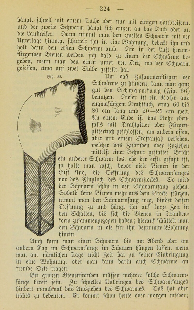 Ijcingt, fdjnctt mit einem Oudfe obee nur mit einigen Saubveifetn nnb ber jroeitc ©djitiarm tjängt fid; aujfcn an bad £nd) ober an Die iaubteifev. Oaun nimmt man ben jmciten Sdjroarnt mit ber Unteitage tjiuiocg, fdjüttelt iE>n in eine SBotfuung, bcbccft ibn unb Ijott bann ben erften Scfjioarm and). Oie in bev Suft berum- ftiegenben Sicnen rnerben fid; batb ju einem ber Sdnoärme be- geben, meint man ben einen unter beit Ort, mo bev Scbmarm gefeffen, ctma auf jroei Stäbe geftellt tjat. S'3- es. ^ Um bad 3ltfantmenfliegen ber Sdjioärmc ju fiinbern, fann man ganj gut ben 6 dji m arm fang (gig. (36) benutzen, ©iefer ift ein dfotfr and engmafdjigem Oratjttnd), etroa 60 bid 80 cm lang unb 20—25 cm roeit. 2tn einem Enbe ift bad Sotjr eben- falld mit Oraijtgittcr ober $tiegen- gittertud) gcfdjtoffen, am anbern offen, aber mit einem Stoffanfalj nerfe^en, roeld)cr bad ^ubinben ober 3ujief)en mittelfi einer Sdjnur geftattet. Sridjt ein anberer Sdjroarnt tod, et;e ber erfte gefaxt ift, fo Ijatte mau rafd), bcoor niete Sieucn in ber Stuft finb, bie Oeffnung bed Sdjrcarmfaitged nor bad fytugtod) bed Sdjtnarmftocfcd. So roirb ber Sdjinarut fdjön in ben Sdjinarmfang gieren. Sobatb feine Sicnen rnetjr and bem Stod'e ftürjen, nimmt man ben Sdimarmfang meg, binbet beffen Oeffnung ju unb Ejängt itjn auf für je 3eit in ben Schatten, bid fid) bie Sieticn in Oraubcn- form jufammengesogen tjaben; hierauf fd)iittett mau ben Sdjmarm in bie für itjn beftimmtc 2Bol)nung t)inein. 2tud) fann man einen Sdjmarm bid am SIbcub ober am anbent Oag im Sdjinarntfange im Sdjatten t)ängcn taffen, roenn man am nänttidjcit Oage itidjt 3eit tjat ju feiner Einbringung in eine SMjttung, ober man fann barin aud) Sdjroärme an frembc Orte tragen. Sei großen Sicnenftänben muffen mehrere fotdfe Sdjniartit* fange bereit fein. $u fdjnclted Stnbringen bed Sctjniavmfanged fjinbevt mandjfnat bad Studjicljeu bed Sdjmarmed. Oad tjat aber nidjtd ju bcbcuten. Er fontmt fdjoit tjcute ober morgen roieber;