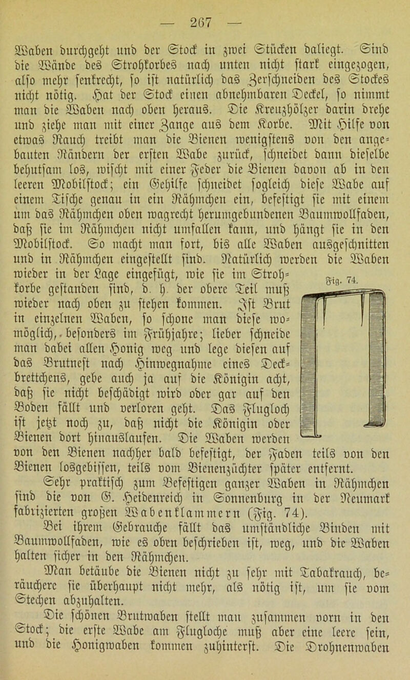 SBaben burdjgeljt unb bev ©tod: in jroei ©tücfen batiegt. ©inb bie SBänbe beg ©trofjforbeg nadj unten nidjt ftarf eingejogen, alfo ntcljr fenfrcdjt, fo ift natürlich bag 3erfd)neiben keg @tocfe§ uidjt nötig, fpat bei- ©tod einen abnehmbaren ©edel, fo nimmt man bie fabelt nadj oben herauf, ©ie Äreujhöljer barin bretje nnb siehe man mit einer gange au§ bem .torbe. ©Kt ©ilfe non etroag IRaudj treibt man bie ©icnen roenigfteng non ben ange= bauten ©änbern ber erften SBabc $urüd, fcljneibct bann biefclbe beljutfam log, roifdjt mit einer $cber bie ©ienen baoon ab in ben leeren ©tobilftod; ein @cljilfe fdjneibet fogleidj biefe SBabe auf einem Sifdje genau in ein Dtäfjmcljen ein, befeftigt fie mit einem um bag DKUjinchen oben roagredjt heruntgebunbenen ©aumroollfaben, baff fie im DKiljmdjcn nidjt umfaden f'ann, unb hangt fie in ben ©iobilftod. ©o madjt man fort, big ade SBabcn auggefdmitten unb in Stäljmdjen eingeftctlt finb. ©atürtidj raerben bie SBabett roicbcr in ber Sage eingefügt, raic fie im ©trot)= forbc geftanben finb, b lj ber obere ©eil muff roieber nadj oben ju ftetjen fommen. gft ©ntt in einzelnen Söabcn, fo fdjonc man biefe roo= möglidj,. befonberg im Frühjahre; lieber fdjncibe man babei allen .jponig roeg unb lege biefen auf bag ©rutneft nadj fpinroegnaljme cincg ©ecf= brettdjeng, gebe audj ja auf bie Königin adjt, baff fie nicht befdjäbigt roirb ober gar auf ben ©oben fällt unb nerloren geht, ©ag gluglodj ift jeijt nod) ju, baff uidjt bie Königin ober ©icnen bort Ijinauglaufen. ©ie SBabctt roerbcu non ben ©icnen nadjljer halb befeftigt, ber fyaben teilg non ben ©icnen (oggebiffen, teilg nont ©ienenjüdjtcr fpäter entfernt. ©ehr prattifdj jum ©efeftigen ganzer SBabcn in Stäljntdjen finb bie non @. fpcibenreidj in ©onncnbitrg in ber ©eumaif fabrizierten grojfen SBabenHämmern (§ig. 74). ©ei ihrem (gebrauche fällt bag umftänblidje ©iitben mit ©auimootlfaben, mic eg oben betrieben ift, roeg, unb bie SBaben halten fidjer in ben IJtätjmdjen. ©tan betäube bie ©icnen nidjt ju feljr mit ©abafraud), be= räudjerc fie überhaupt nidjt mehr, alg nötig ift, um fie nont ©tedjen abjuhalten. ^ ©ie fdjöncn ©rutroaben fteUt mau jufammen norn in ben ©toef; bie erfte SBabe am gluglodje muff aber eine leere fein, unb bie fponigroaben fommen suljinterft. ©ie ©roljnenroaben