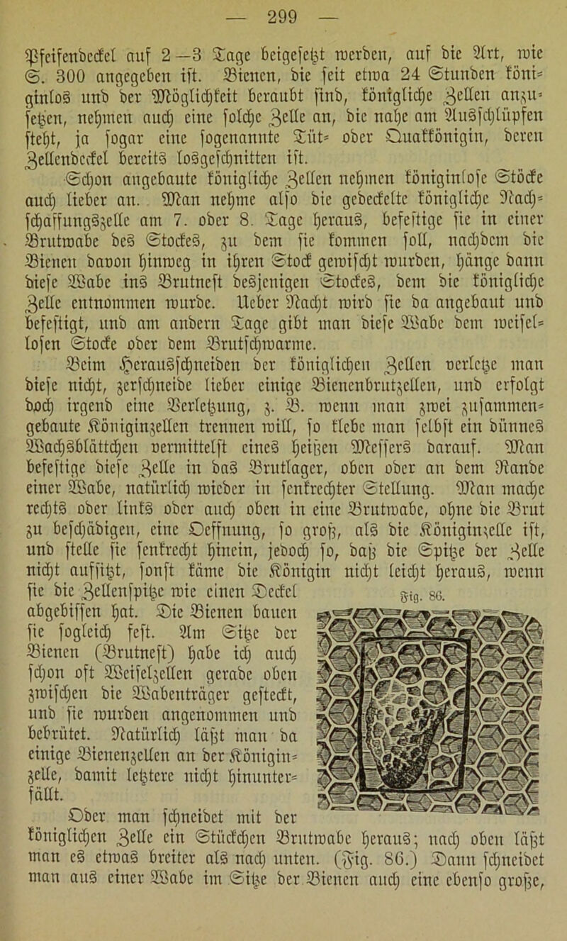 fpfcifenbcdct auf 2—3 Sage beigefei^t roerben, auf bic 2lrt, rote ©. 300 angegeben ift. Sicneit, bic feit etroa 24 ©tunben fönt* ginto§ unb ber 'üJtöglidjfeit beraubt ftnb, föntgUcfje gellen an,;u= fetten, neunten auef) eilte foldjc 3c^e aib bic nalfe 2ludfd)lüpfen ftef)t, ja fogar eine fogenanntc ©fit* ober Duafföttigin, bereit 3elleitbcdel bereits toSgefcbnitten ift. ©dfott angebaute fönigtidje 3etfctt nehmen föniginfofe ©töde and) lieber att. fUtan nefjme alfo bic gebeefette föniglidjc Oiadj* fdfaffungdjclle am 7. ober 8. Sage fjerauS, befeftige fie in einer Srutroabe bed ©toded, jtt bem fie fominen foll, nadjbcm bic Sieneit baoon Ijinroeg in ifjrcn ©tocf geroifdjt rourben, t)änge bann biefc SBabc ind ffirutneft beSjcntgen ©toded, bem bie toniglidjc 3dlc entnommen rourbe. Ucber sJtad)t roirb fie ba angebaut unb befeftigt, unb am anberit Sage gibt man biefe Söabe bem rocifel* lofen ©tode ober bem Srutfdfroarmc. Seim £craudfd)tteiben ber fönigüdjeu 3c^cn ^crlctje matt biefe nidjt, jerfdjncibe lieber einige SienenbrutjeUen, unb erfolgt boci) irgenb eine Serletjung, j. S. roeitn man jroet jufammen* gebaute ^öniginjellen trennen raill, fo flcbc man felbft ein bünned 2Bad)dblättd)en oermittelft eines Reiften fDtcfferd baranf. fUlan befeftige biefe 3e^c in bad Srutlager, oben ober an bem Dianbe einer Söabe, naturlidj roieber in fenfredjter ©tcllung. 9Kait mad)c redjtd ober linfS ober aud) oben in eine Srutroabc, ofjne bic ffirut gu befdjäbigcit, eine ©effnung, fo groß, ald bie ifönigin;elic ift, unb ftclle fie fenfred)t tjhtein, febod) fo, baß bie ©pit^c ber 3cUc nidjt auffitst, fonft fäme bie Königin nidjt leid)t bjcrauS, roenn fie bie ^ellenfpt^e rcie einen ©edel abgebiffen t;at. ©tc Sienett bauen fie fogleid) feft. 2lm ©it^c ber Sienett (Srutneft) l)abe id) aud) fd)0it oft Söeifeljellen gerabe oben jroifd)en bie SBabentrager geftedt, unb fie rourben angenommen unb bebrütet. Satürlidj laßt man ba einige ffiiettenjellen an ber Königin* jede, bamit letztere nidit hinunter* fällt. ©ber man fdmeibet mit ber föniglid)en 3effe ein ©tüddjen Srittroabc 1) er aud; itadj oben läjjt man cd ctroad breiter ald und) unten. (§ig. 86.) ©anu fdjneibet man aud einer SBabe im ©itje ber Sicncit aud) eine cbenfo grofse. Sifl- 86.