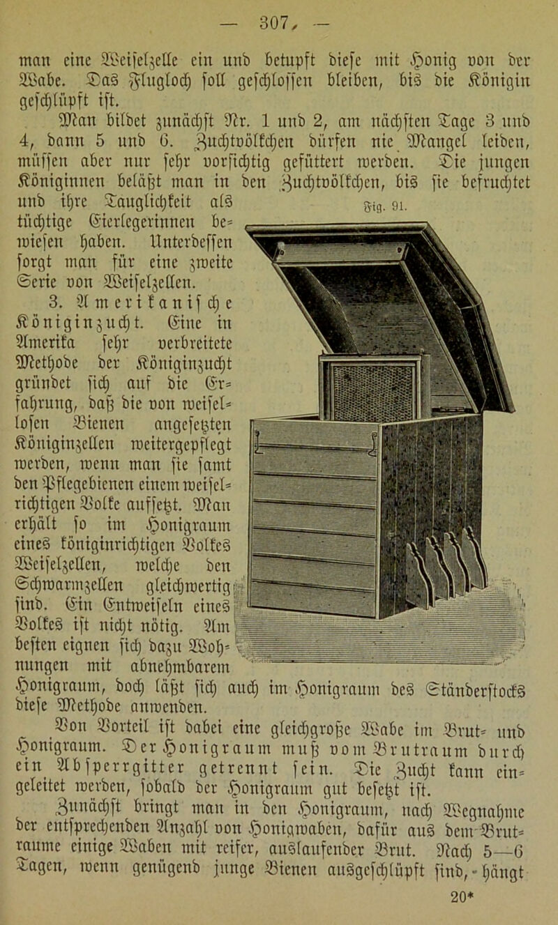 man eine Sßeifetjette ein unb betupft biefe mit £ronig non kr SBabe. Sad gtugtodj folt gefdjtoffcn bleiben, bid bie Königin gefdppft ift. dftan bitbet junädjft dir. 1 nnb 2, am nddjften Sage 3 unb 4, bann 5 unb G. ^udjtüölfdjcu bürfen nie dJtaugct leiben, muffen aber nur fetjr norfidjtig gefüttert roerben. Sie jungen Königinnen beläßt man in ben ^udhtnölfdjen, bid fie befruchtet unb itjve Sauglidjfeit atd tüdjtige CSiertegerinnen be= miefen tjabcn. Unterbeffen forgt man für eine jrocite ©erie non SBeifcIjeden. 3. 3t m er i f a n if d) c Königinjudjt. ©ne in 3tmcrifa fefjr verbreitete dJictfjobe ber Köuiginjudjt grünbet fid) auf bie @r= fabrnng, baß bie non rocifet* tofeu Sienen angefeijten Köuiginjclleu meitergepftegt mevben, roenn man fie famt ben ißftegebiencn einem roeifel* richtigen 33o(fe auffefct. dJiau crtjdtt fo im ffronigraum eined fönigiuridjtigcn ißottcd Söeifet jetten, roetdje ben ©djroarmjetifen gteidjroertig finb. CSiu (Sntroeifetn eined SSotfed ift nidjt nötig. 3lm beften eignen ficf) ba§u 2Öof)'- nungen mit abnehmbarem ^onigraum, bod) läßt ftdj» aud) im fponigraum bed ©tänberftodd biefe dJictfjobe amnenben. 33o;t Vorteil ift babei eine gleichgroße SBabe im 33rut* unb £onigraum. Ser |)onigraum muß nont Sruträum bnrd) ein 3tbfperrgi11er getrennt fein. Sie ,3ud)t fann cin= geleitet roerben, fobatb ber ffronigraum gut befeßt ift. 3unad)ft bringt man in ben fponigraum, uadj Sdcgnatjmc ber eutfpredjcnben Slnjatjt non iponigroaben, bafür aud km 33rut* raume einige Söabeu mit reifer, audtaufenber 33rut. dtad) 5—6 Sagen, roenn geniigenb junge 23icneu audgcfdjtüpft finb, - I;ängt 20*