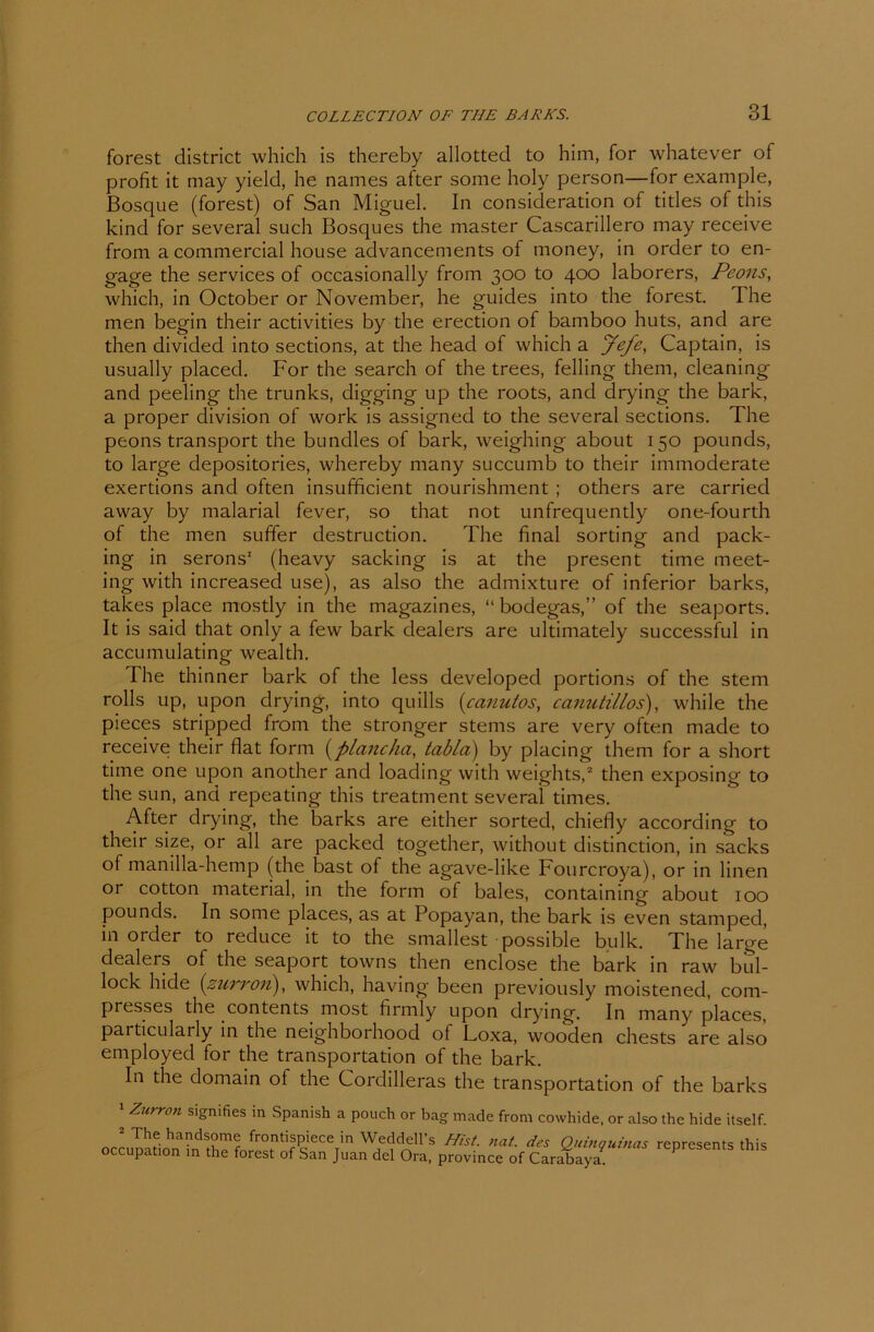 forest district which is thereby allotted to him, for whatever of profit it may yield, he names after some holy person—for example, Bosque (forest) of San Miguel. In consideration of titles of this kind for several such Bosques the master Cascarillero may receive from a commercial house advancements of money, in order to en- gage the Services of occasionally from 300 to 400 laborers, Peons, which, in October or November, he guides into the forest. The men begin their activities by the erection of bamboo huts, and are then divided into sections, at the head of which a Jefe, Captain, is usually placed. For the search of the trees, felling them, cleaning and peeling the trunks, digging up the roots, and drying the bark, a proper division of work is assigned to the several sections. The peons transport the bundles of bark, weighing about 150 pounds, to large depositories, whereby many succumb to their immoderate exertions and often insufhcient nourishment ; others are carried away by malarial fever, so that not unfrequently one-fourth of the men suffer destruction. The final sorting and pack- ing in serons1 (heavy sacking is at the present time meet- ing with increased use), as also the aclmixture of inferior barks, takes place mostly in the magazines, “ bodegas,” of the seaports. It is said that only a few bark dealers are ultimately successful in accumulating wealth. The thinner bark of the less developed portions of the stem rolls up, upon drying, into quills (canutos, canutillos), while the pieces stripped from the stronger stems are very often made to receive their flat form (plancha, tabla) by placing them for a short time one upon another and loading with weights,2 then exposing to the sun, and repeating this treatment several times. After drying, the barks are either sorted, chiefly according to their size, or all are packed together, without distinction, in sacks of manilla-hemp (the bast of the agave-like Fourcroya), or in linen or cotton material, in the form of bales, containing about 100 pounds. In some places, as at Popayan, the bark is even stamped, in order to reduce it to the smallest possible bulk. The large dealers of the seaport towns then enclose the bark in raw bi.il- lock hicle (zurron), which, having been previously moistened, com- presses the contents most firmly upon drying. In many places, particularly in the neighborhood of Loxa, wooden chests are also employed for the transportation of the bark. In the domain of the Cordilleras the transportation of the barks 1 Zurron signifies in Spanish a pouch or bag made from cowhide. or also the hide itself. 2 The handsome frontispiece in Weddell’s Hist. nat. des Quinquinas represents this occupation in the forest of San Juan del Ora, province of Carabaya? P