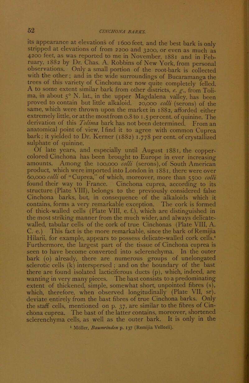 its appearance at elevations of 1600 feet, and the best bark is only stripped at elevations of from 2200 and 3200, or even as much as 4200 feet, as was reported to me in November, 1881 and in Feb- ruary, 1882 by Dr. Chas. A. Robbins of New York, from personal observations. Only a small portion of the root-bark is collected with the other; and in the wide surroundings of Bucaramanga the trees of this variety of Cinchona are now quite completely felled. A to some extent similar bark from other districts, e. g., from Toli- ma, in about 50 N. lat., in the upper Magdalena valley, has been proved to contain but little alkaloid. 20,000 colli (serons) of the same, which were thrown upon the market in 1882, afforded either extremely little, oratthe mostfrom 0.8 to 1.5 percent. ofquinine. The derivation of this Tolima bark has not been determined. From an anatomical point of view, I find it to agree with common Cuprea bark; it yielded to Dr. Kerner (1882) 1.778 percent. ofcrystallized sulphate of quinine. Of late years, and especially until August 1881, the copper- colored Cinchona has been brought to Europe in ever increasing amounts. Among the 100,000 colli (serons), of South American product, which were imported into London in 1881, there were over 60,000 colli of “Cuprea,” of which, moreover, more than 5500 colli found their way to France. Cinchona cuprea, according to its structure (Plate \ III), belongs to the previously considered false Cinchona barks, but, in consequence of the alkaloids which it contains, forms a very remarkable exception. The cork is formed of thick-walled cells (Plate VIII, e. f.), which are distinguished in the most striking manner from the much wider, and always delicate- walled, tabular cells of the cork of true Cinchonas (Plate VIII, A. C. e.) This fact is the more remarkable, since the bark of Remijia Hilarii, for example, appears to possess delicate-walled cork cells.1 Furthermore, the largest part of the tissue of Cinchona cuprea is seen to have become converted into sclerenchyma. In the outer bark (o) already, there are numerous groups of unelongated sclerotic cells (k) interspersed ; and on the boundary of the bast there are found isolated lacticiferous ducts (p), which, indeed, are wanting in very many pieces. The bast consists to a predominating extent of thickened, simple, somewhat short, unpointed fibres (s), which, therefore, when observed longitudinally (Plate VII, sr). deviate entirely from the bast fibres of true Cinchona barks. Only the staff cells, mentioned on p. 37, are similar to the fibres of Cin- chona cuprea. The bast of the latter contains, moreover, shortened sclerenchyma cells, as well as the outer bark. It is only in the 1 Möller, Baumrmden p. 137 (Remijia Vellozii).