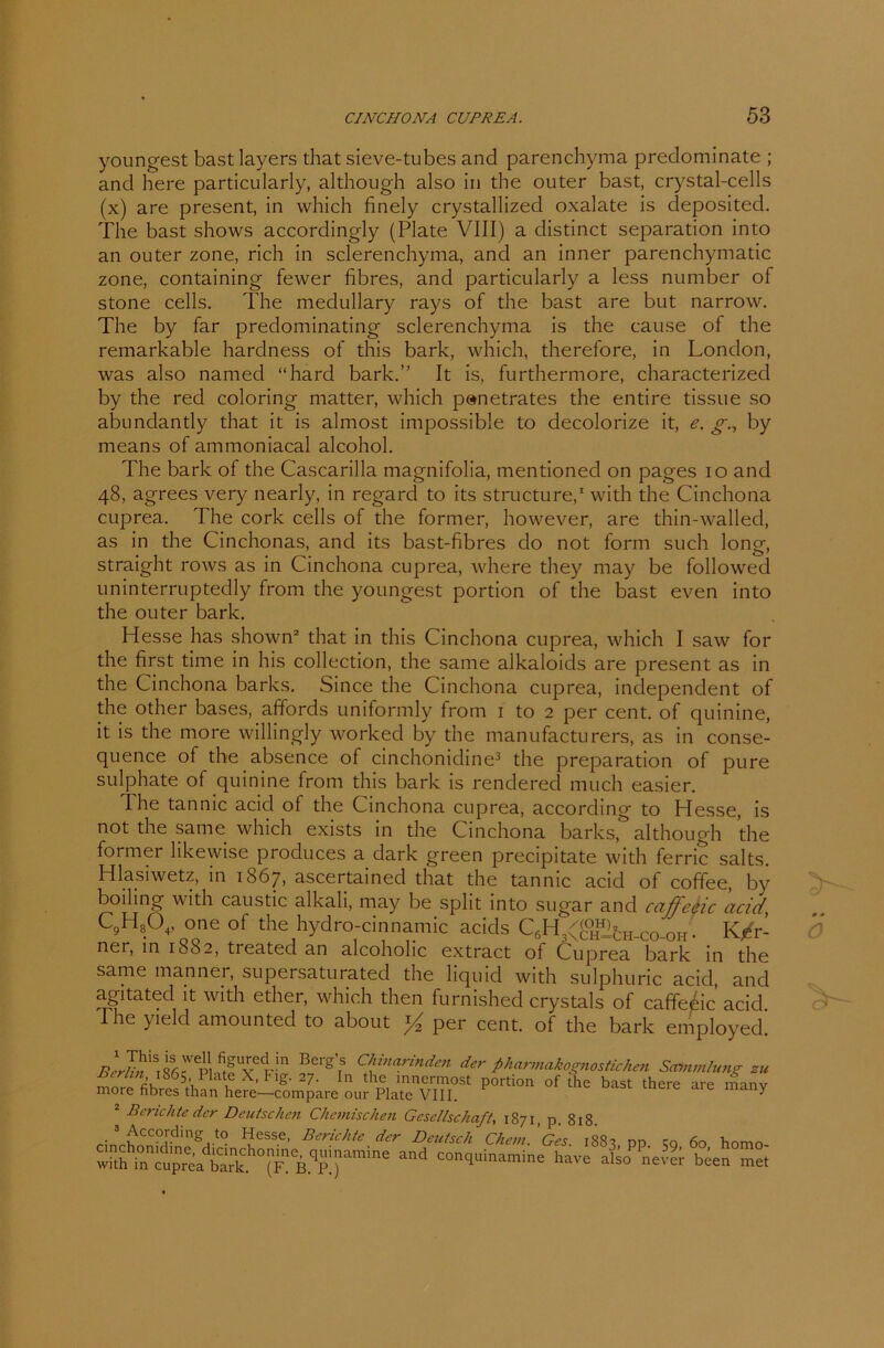 youngest bast layers that sieve-tubes and parenchyma predominate ; and here particularly, although also in the outer bast, crystal-cells (x) are present, in which finely crystallized oxalate is deposited. The bast shows accordingly (Plate VIII) a distinct Separation into an outer zone, rieh in sclerenchyma, and an inner parenchymatic zone, containing fewer fibres, and particularly a less number of stone cells. The medullary rays of the bast are but narrow. The by far predominating sclerenchyma is the cause of the remarkable hardness of this bark, which, therefore, in London, was also named “hard bark.” It is, furthermore, characterizecl by the red coloring matter, which p»netrates the entire tissue so abundantly that it is almost impossible to decolorize it, e. g., by means of ammoniacal alcohol. The bark of the Cascarilla magnifolia, mentioned on pages io and 48, agrees very nearly, in regarcl to its structure,1 with the Cinchona cuprea. The cork cells of the former, however, are thin-walled, as in the Cinchonas, and its bast-fibres do not form such long, straight rows as in Cinchona cuprea, where they may be followed uninterruptedly from the youngest portion of the bast even into the outer bark. Hesse has shown2 that in this Cinchona cuprea, which I saw for the first time in his collection, the same alkaloids are present as in the Cinchona barks. Since the Cinchona cuprea, independent of the other bases, affords uniformly from 1 to 2 per cent. of quinine, it is the more willingly worked by the manufacturers, as in conse- quence of the absence of cinchonidine3 the preparation of pure sulphate of quinine from this bark is rendered much easier. The tannic acicl of the Cinchona cuprea, according to Hesse, is not the same which exists in the Cinchona barks, although the former likewise produces a dark green precipitate with ferric salts. Hlasiwetz, in 1867, ascertained that the tannic acid of coffee, by boiling with caustic alkali, may be split into sugar and caffeeic acid, C9H804, one of the hydro-cinnamic acids C6H,(^£h_co_oh. K^'r- nei, in 1882, treated an alcoholic extract of Cuprea bark in the same manner, supersaturated the liquid with sulphuric acid, and agitated it with ether, which then furnished crystals of caffeeic acid The yielcl amounted to about y2 per cent. of the bark employed! Bei'g’rS €iinarinden der pharmakognostichen Sammlung zu heran \ 865 .Plate X, Fig. 27. In the mnermost portion of the bast there are manv more fibres than here—compare our Plate VIII. y 2 Berichte der Deutschen Chemischen Gesellschaft, 1871, p. 818. 3 According to Hesse, Berichte der Deutsch Chem Dec u wkMn'^cu'pbarkh°(F\*B.^p!)*a™*U6 and concluinamine have also never been met